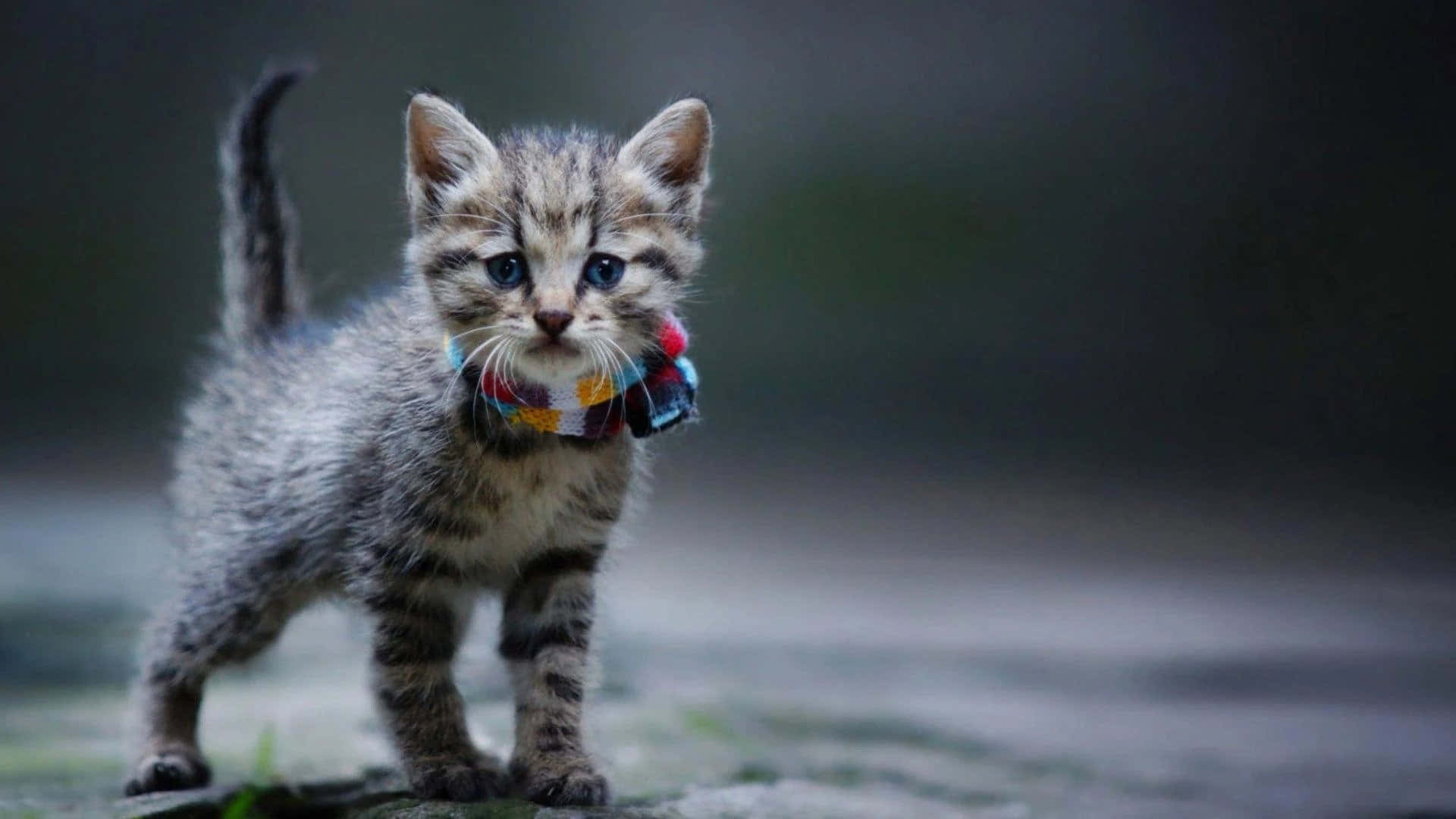 Gattoelegante Rilassato Su Un'amaca.