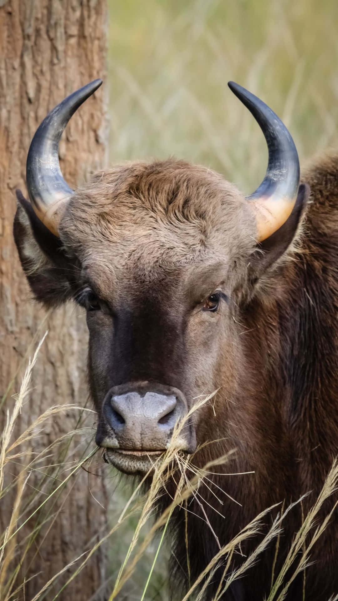 Gaur Grassland Sentinel Wallpaper