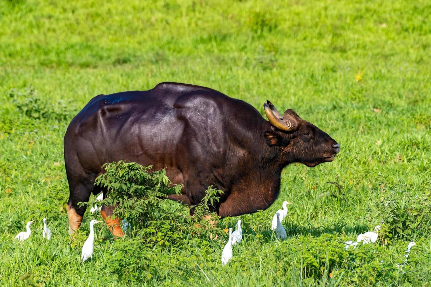 Gaur Grazingin Green Meadow.jpg Wallpaper