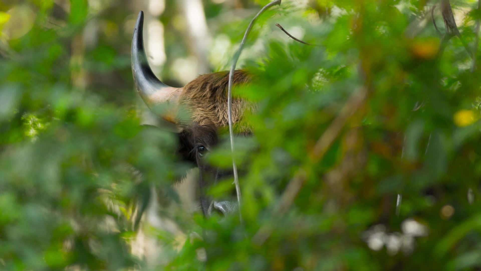 Gaur Peeking Through Foliage.jpg Wallpaper