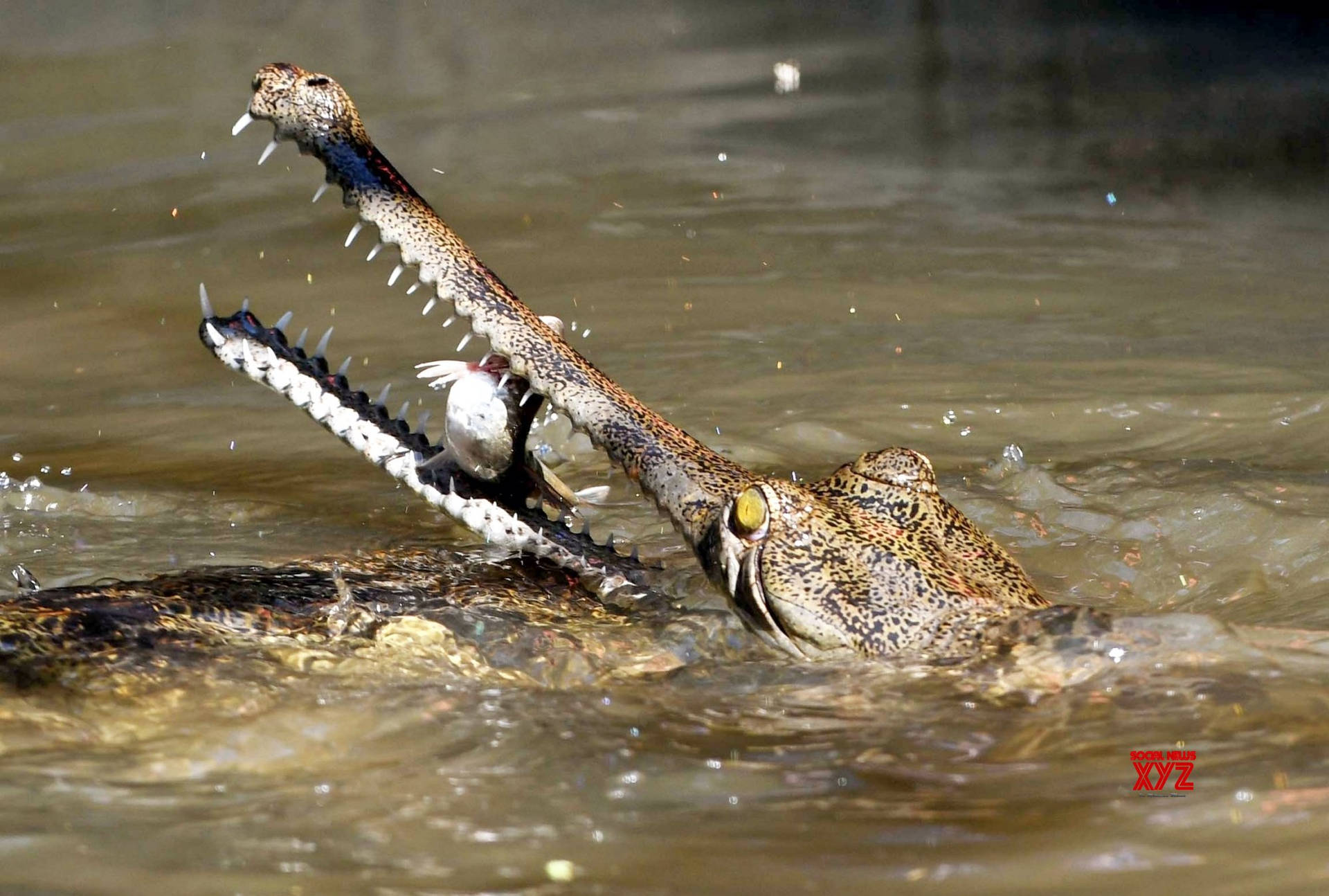 Gavial krokodil Angreb Nature Fotografering Wallpaper Wallpaper