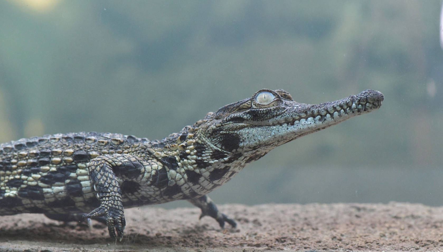 Gavialsk Crocodil Baby Natur Fotografering Wallpaper