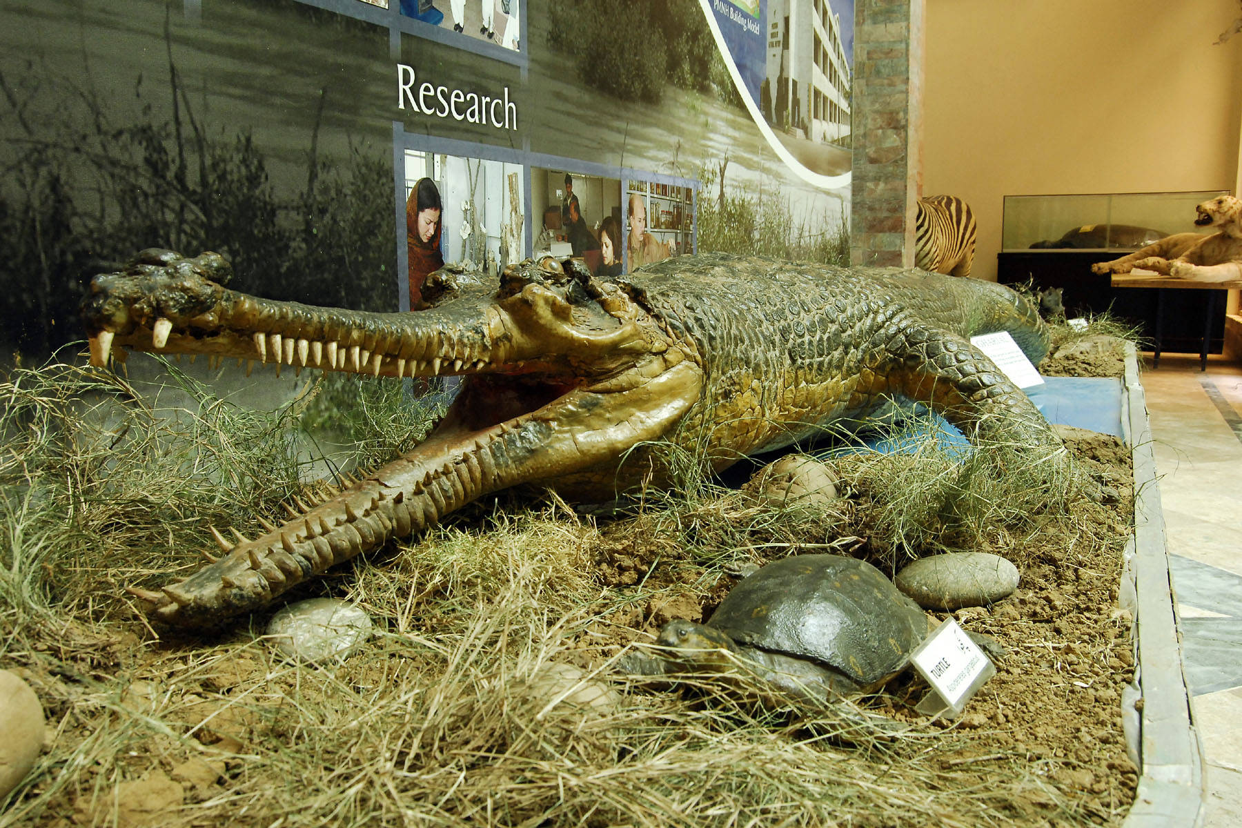 Gavial Crocodile Fossil Nature Photography Wallpaper