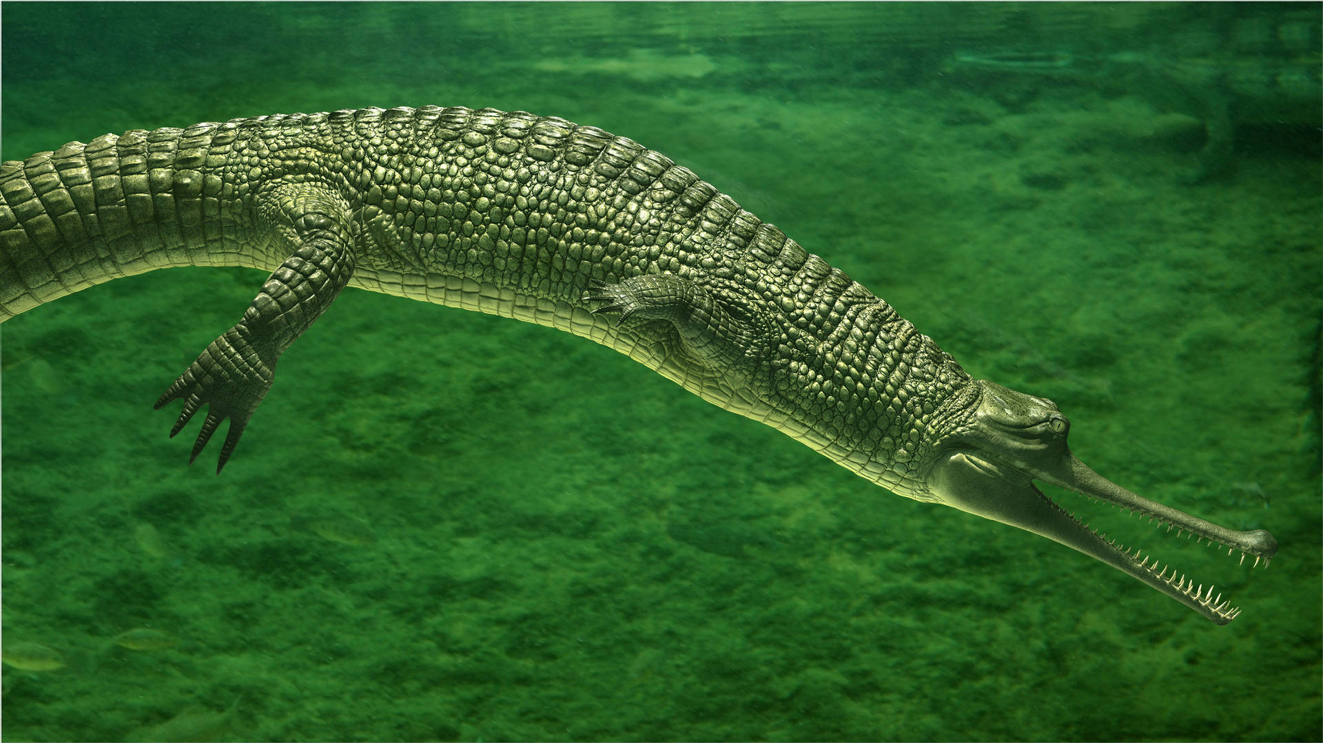 Gavial Crocodile Green Lake Nature Photography Wallpaper