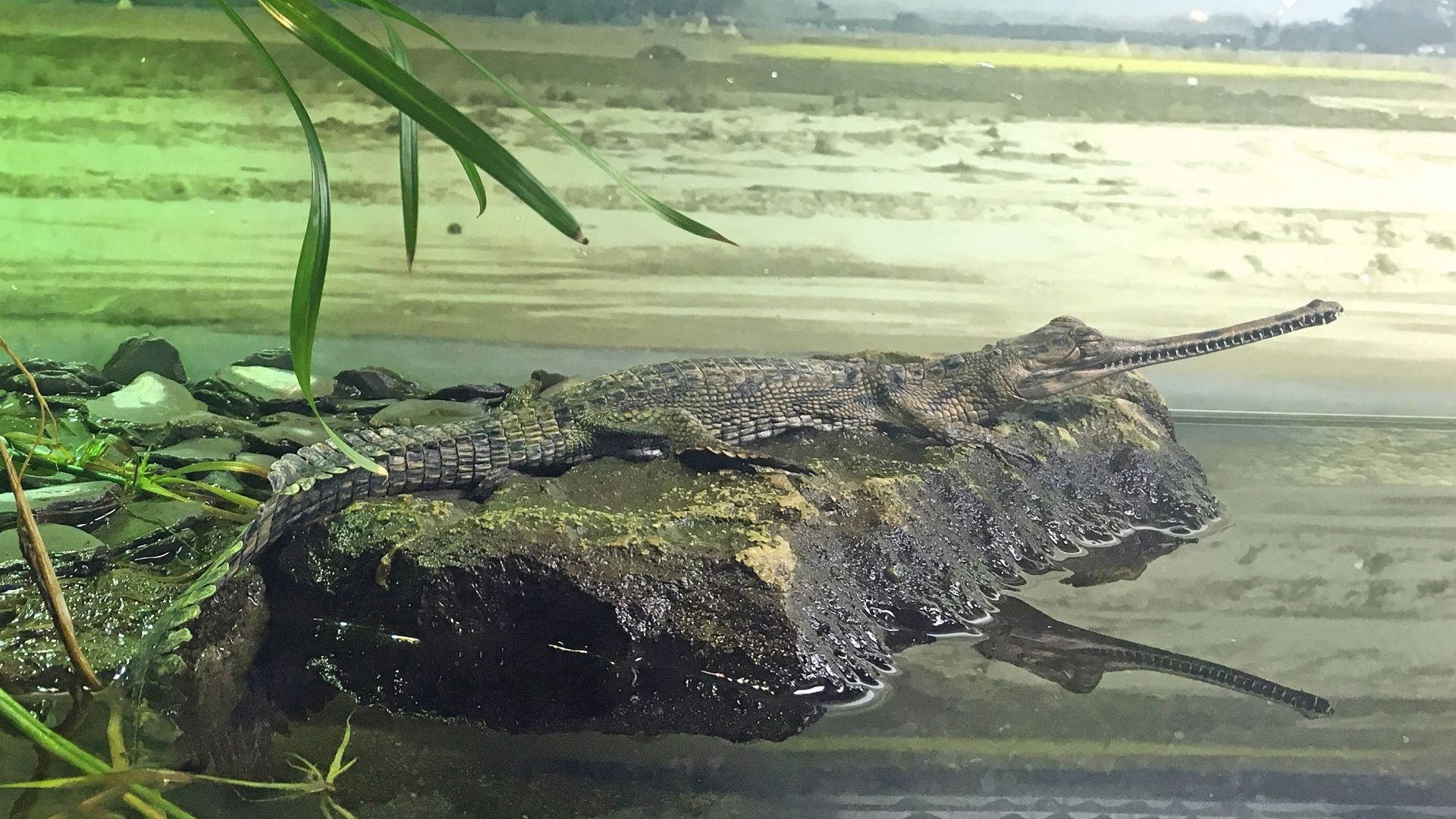 Gavial Crocodile Lake Nature Fotografi Gør for en Fantastisk Tapet Wallpaper