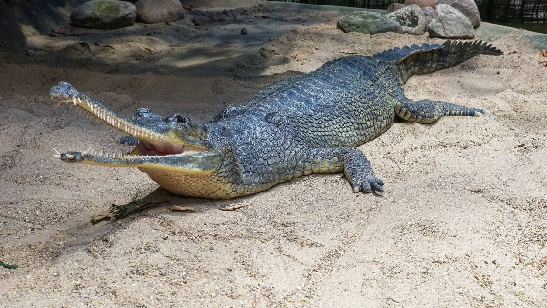 Majestic Gavial Crocodile in Its Natural Habitat Wallpaper