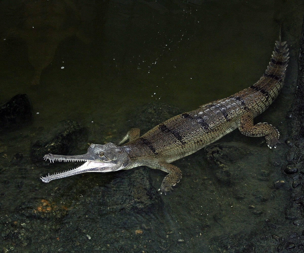 Gavial Krokodille Natfotografi Pixels Natt. Wallpaper