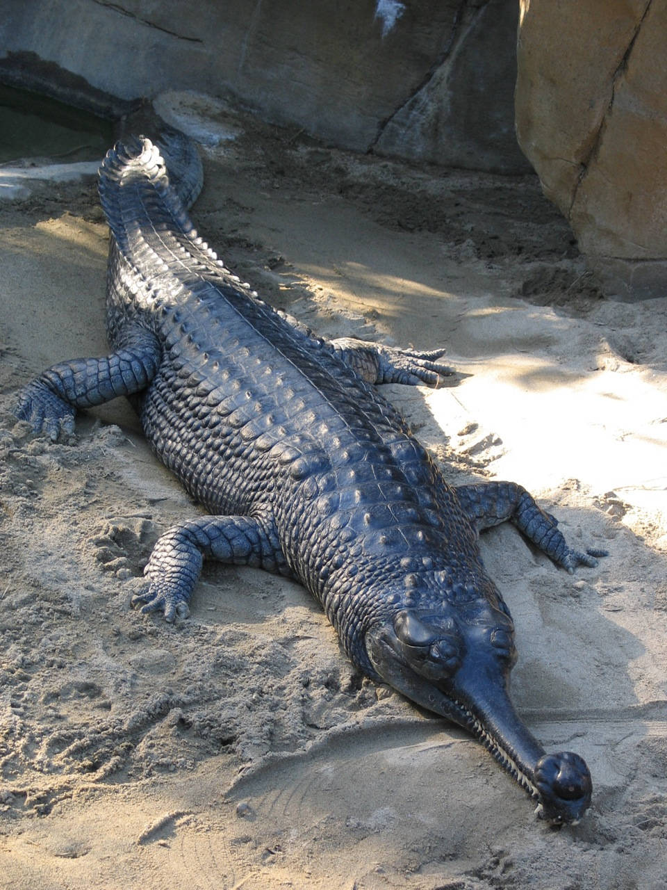 Gavialecrocodile Dormiente Fotografia Della Natura Sfondo