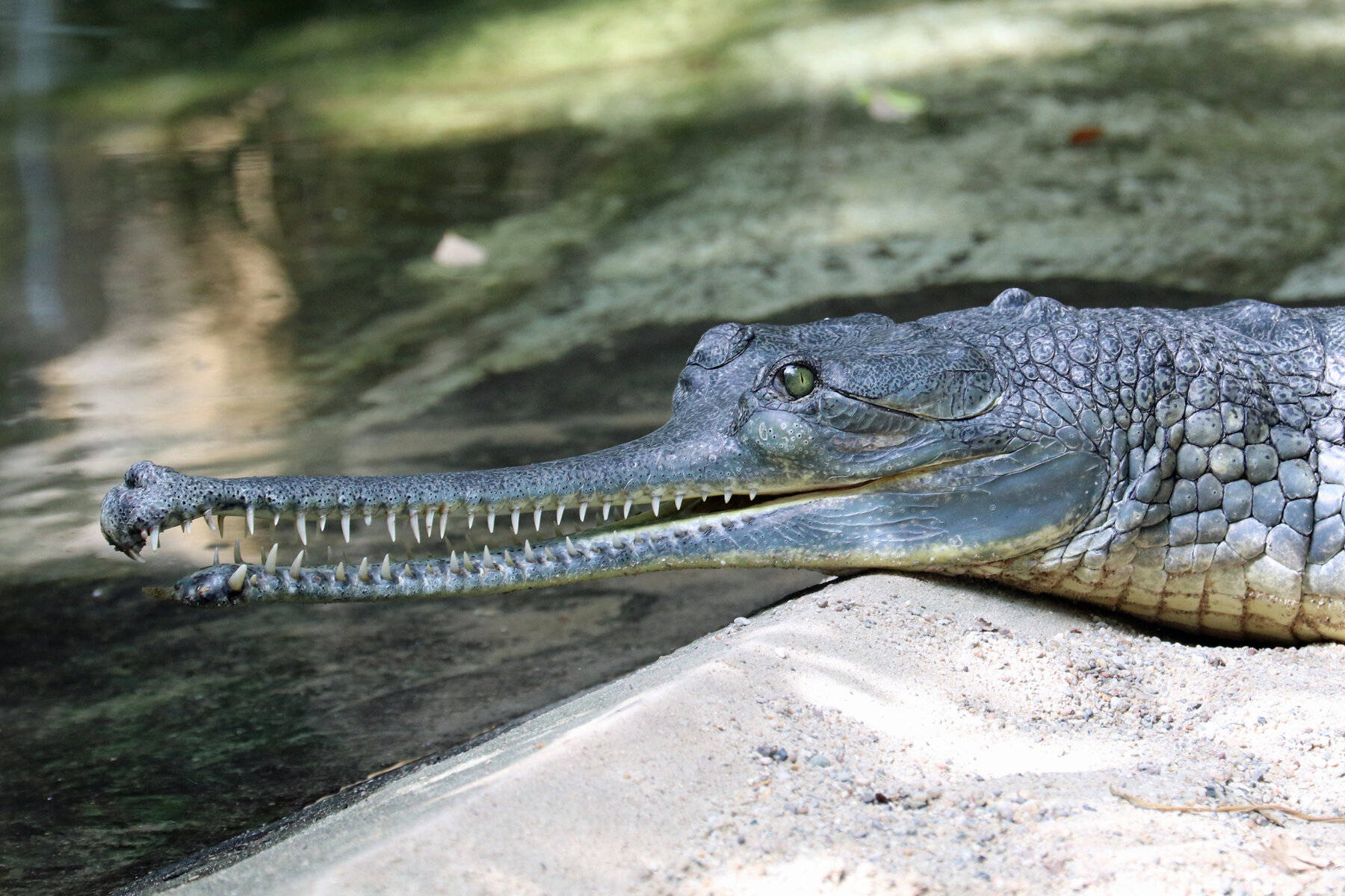 Focinhode Crocodilo Gavial Fotografia Da Natureza Papel de Parede