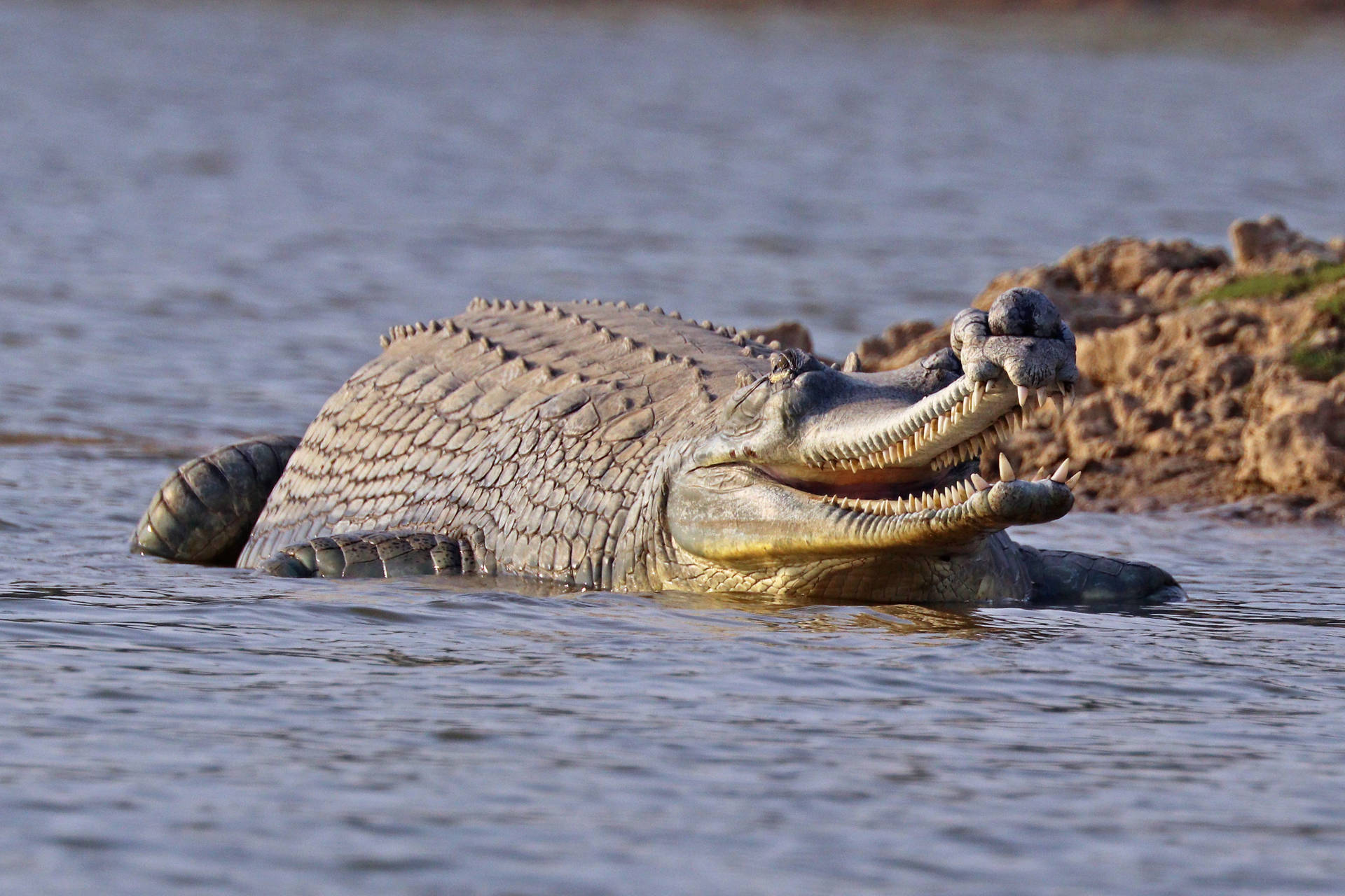 Fotografiade Natureza De Crocodilo Gavial Nadando. Papel de Parede
