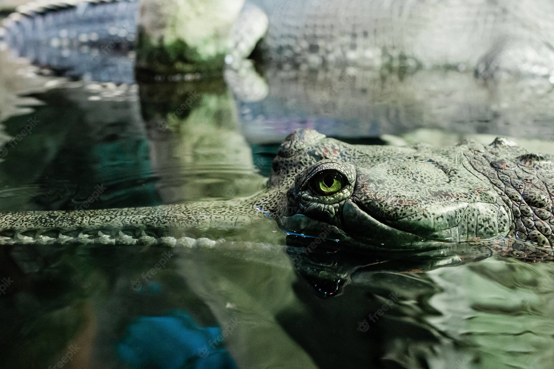 Gavial Krokodille Undervands Naturfotografi Tapet Wallpaper