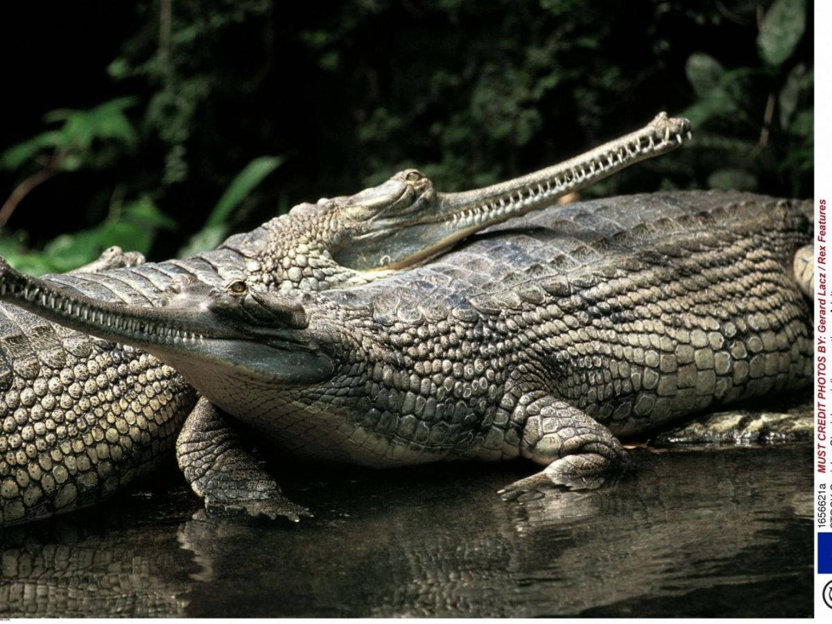 Gavial Crocodiles Resting Nature Photography Wallpaper