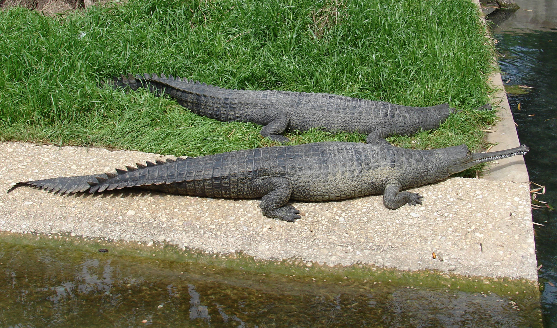 Fotografiade Natureza Do Santuário De Crocodilos Gavial. Papel de Parede