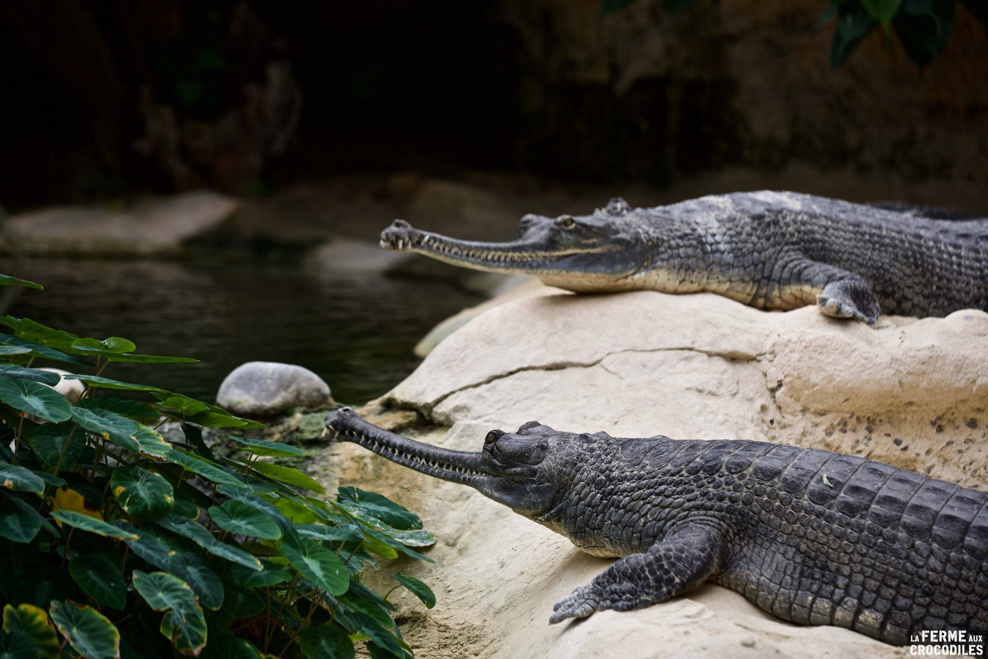Gavial Crocodiles Wild Nature Photography Wallpaper