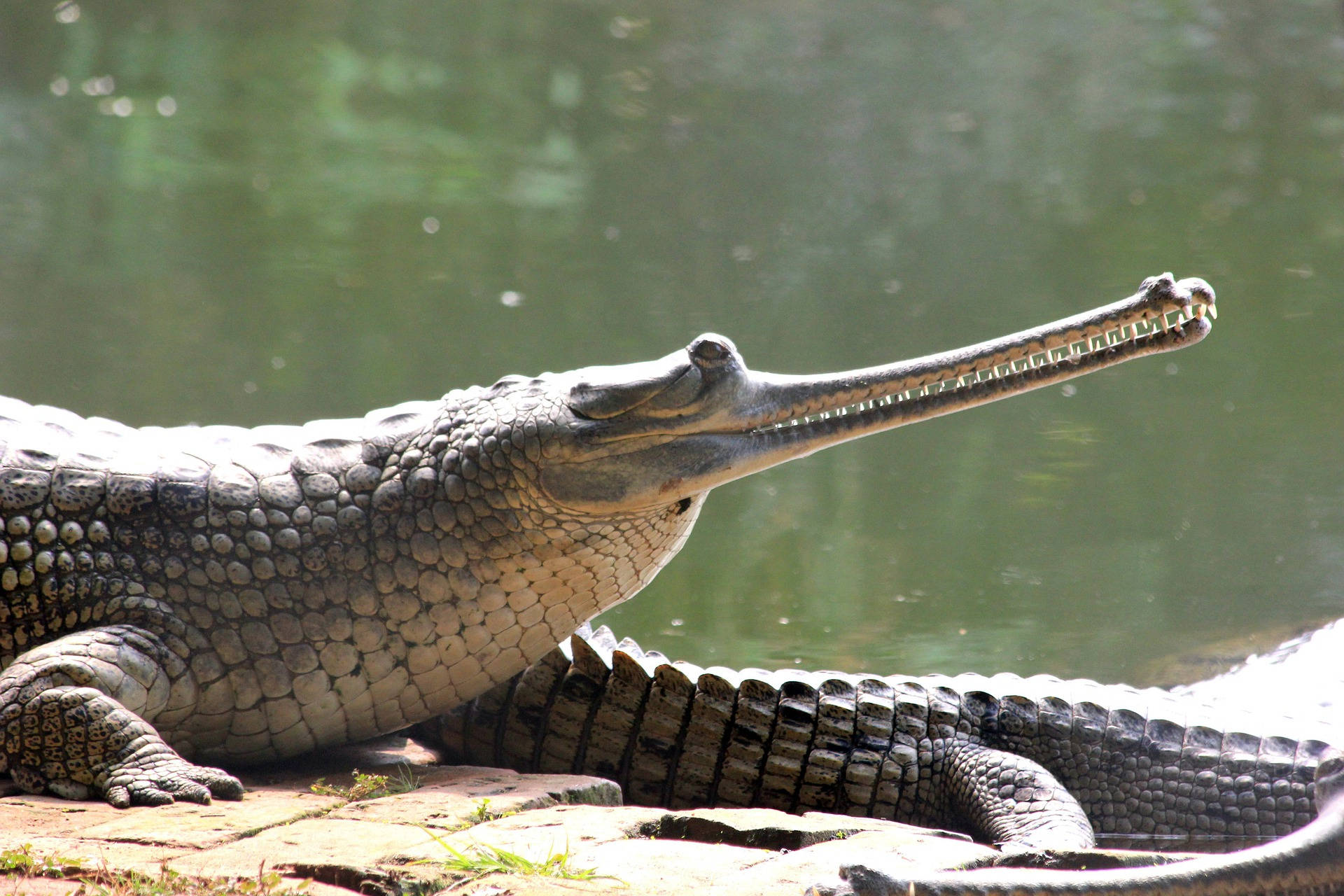 Crocodilosgaviais Fotografia Da Natureza Selvagem Papel de Parede