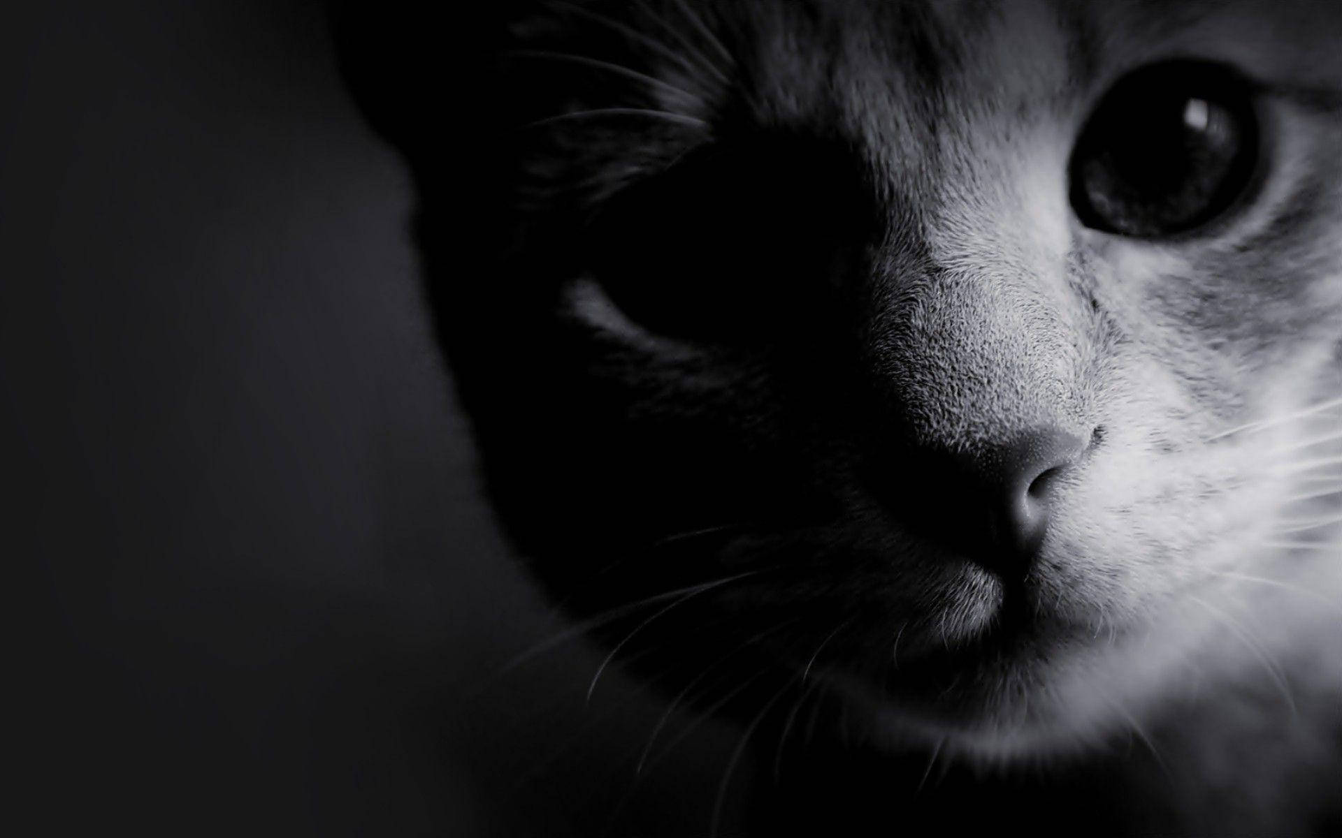 Gaze Of Black And White Cat Background