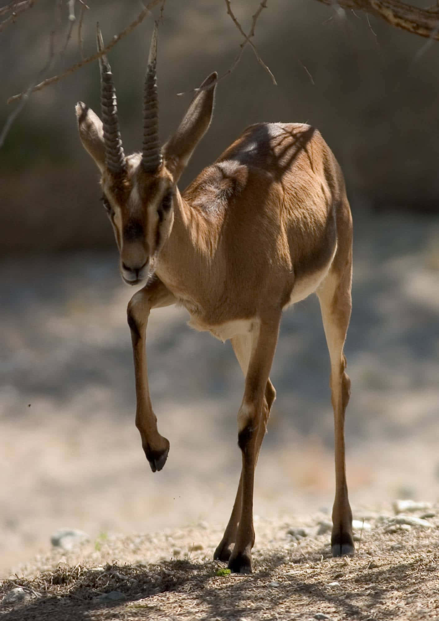 Gazelle Elegantly Standing In A Sunlit Meadow Wallpaper