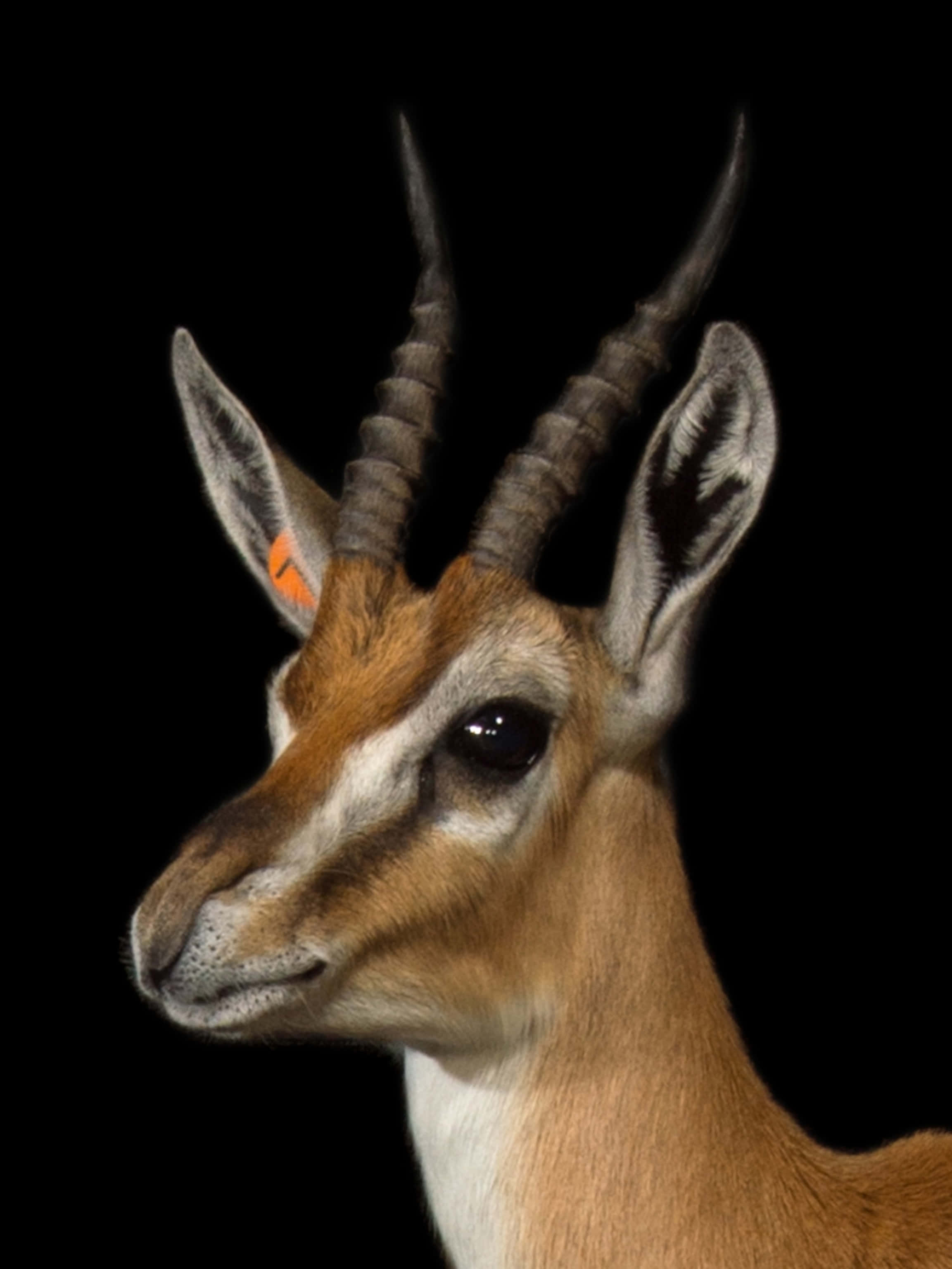 Gazelle In Savanna Grasslands Wallpaper
