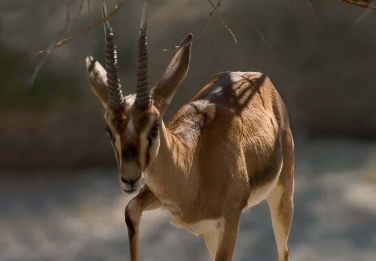 Gazelle Looking Backward Wallpaper