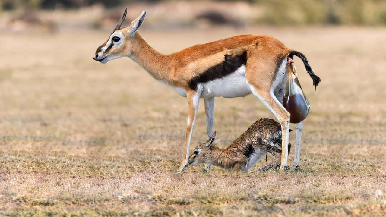 Gazelle Motherand Newborn Wallpaper