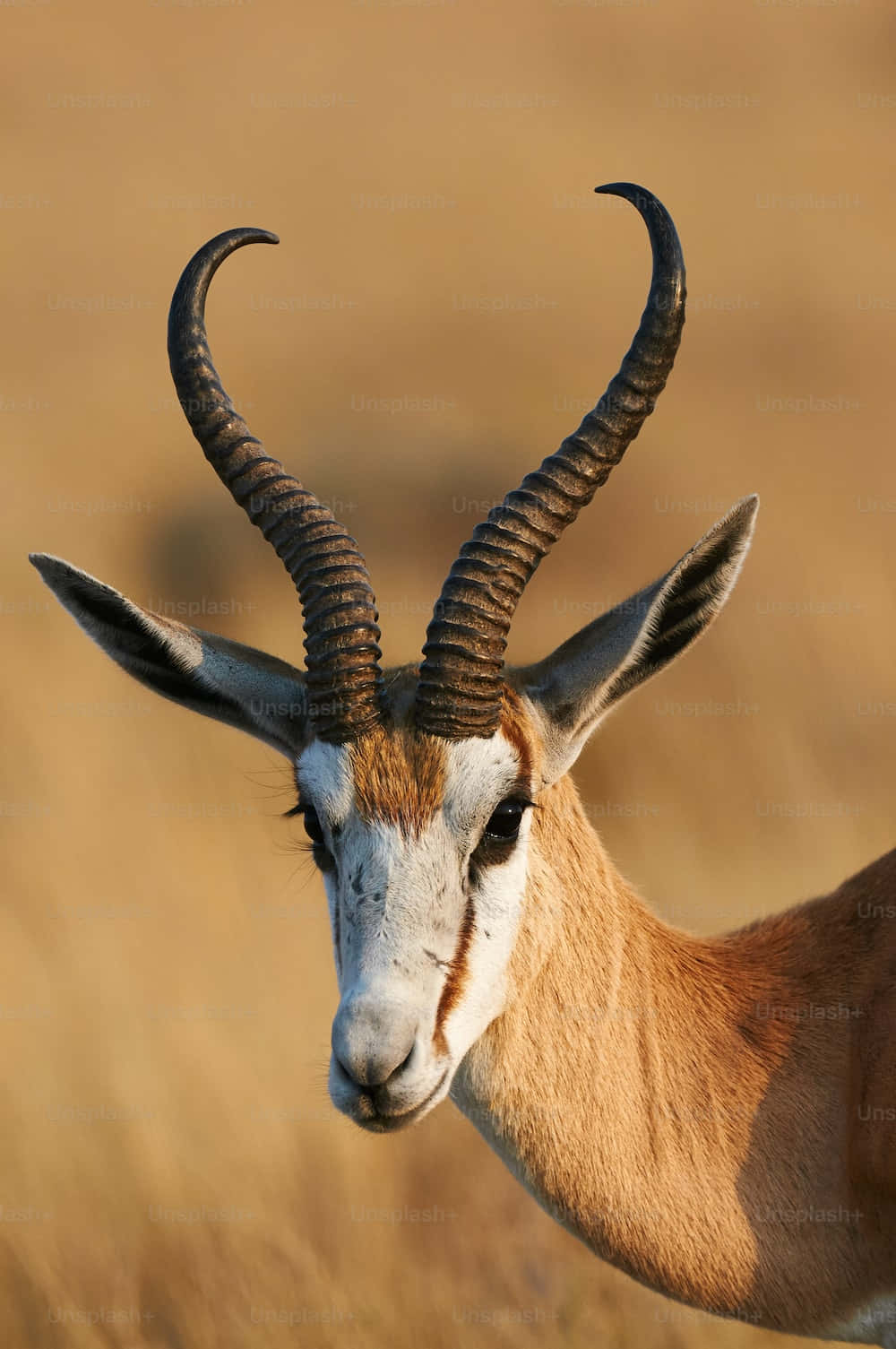 Gazelle Portraitwith Curved Horns Wallpaper
