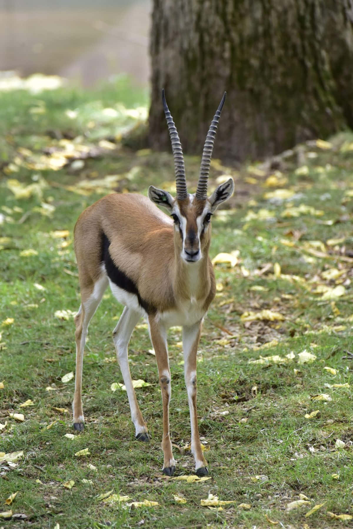 Gazelle Standing In Nature.jpg Wallpaper