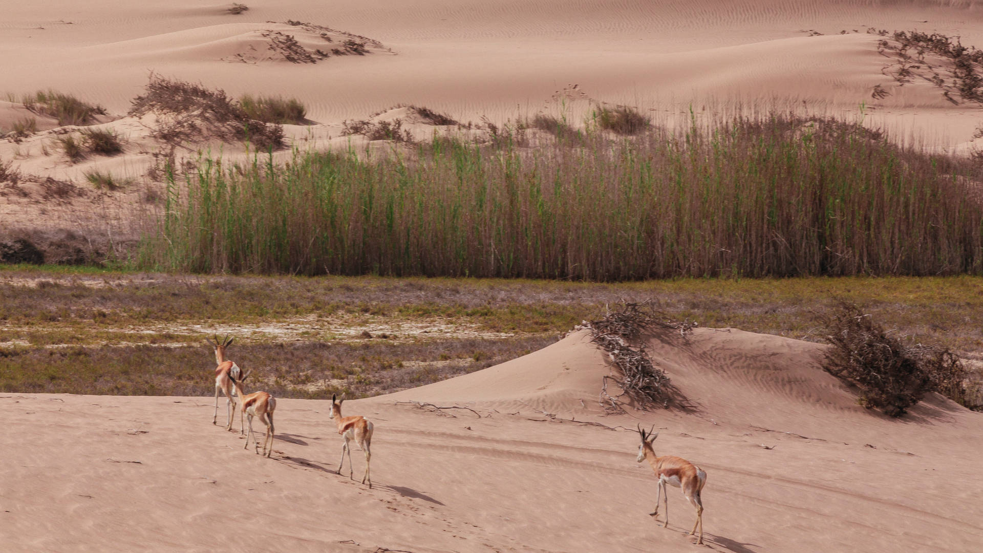 Gazeller vandrende mod højt græs i Namibia Wallpaper