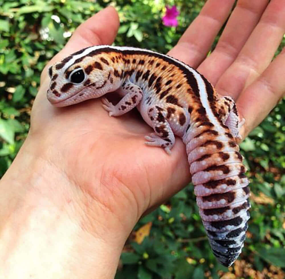 “A Colorful Gecko Showing Off Its Spotty Pattern”
