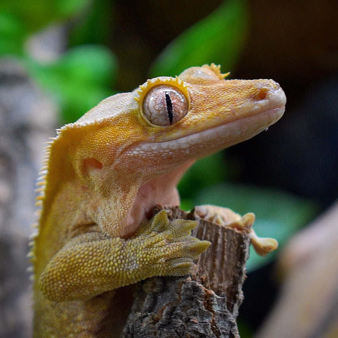 Unhermoso Gecko Trepando Por Una Hoja Verde.
