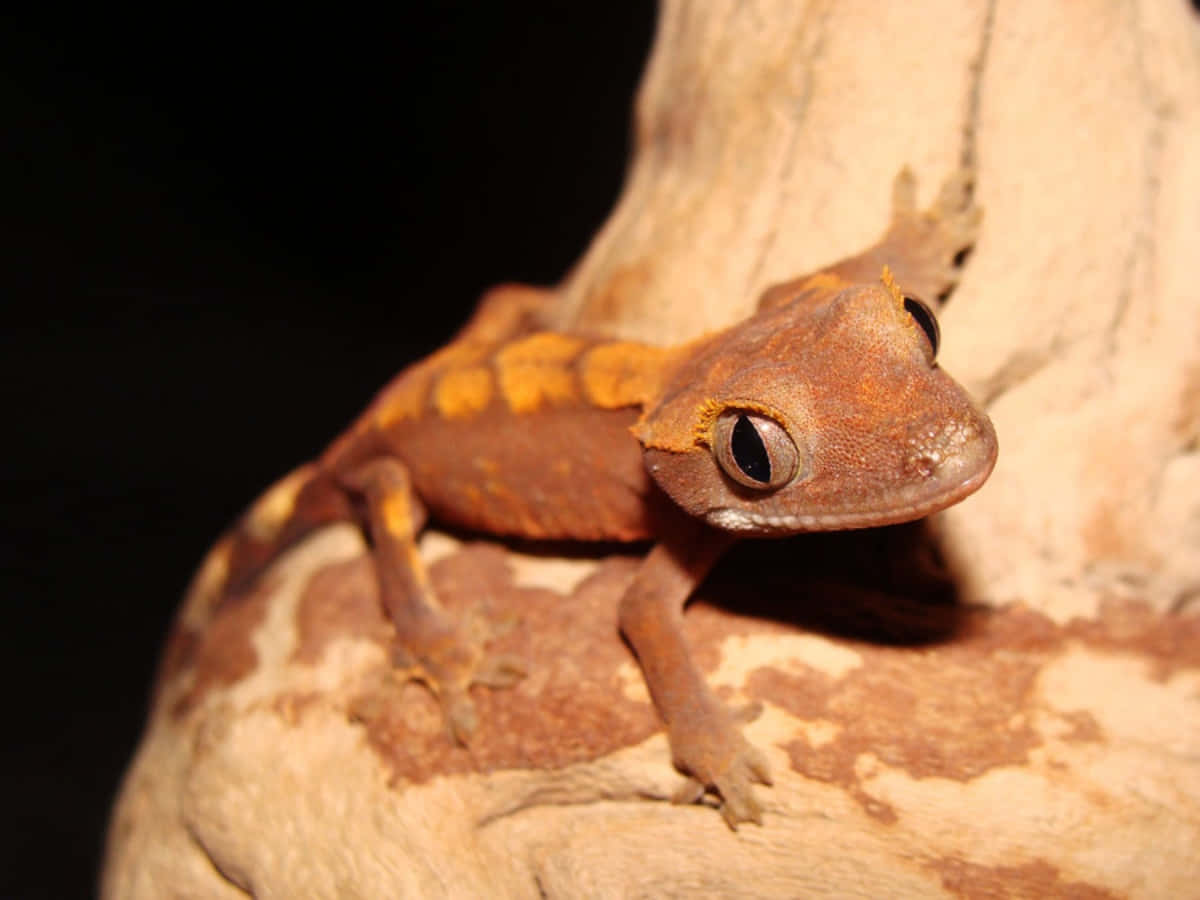 Geckocolorato Nella Giungla