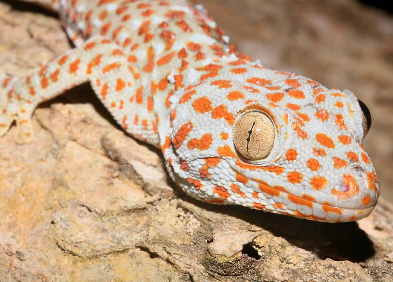 "A close up of a spotted gecko"