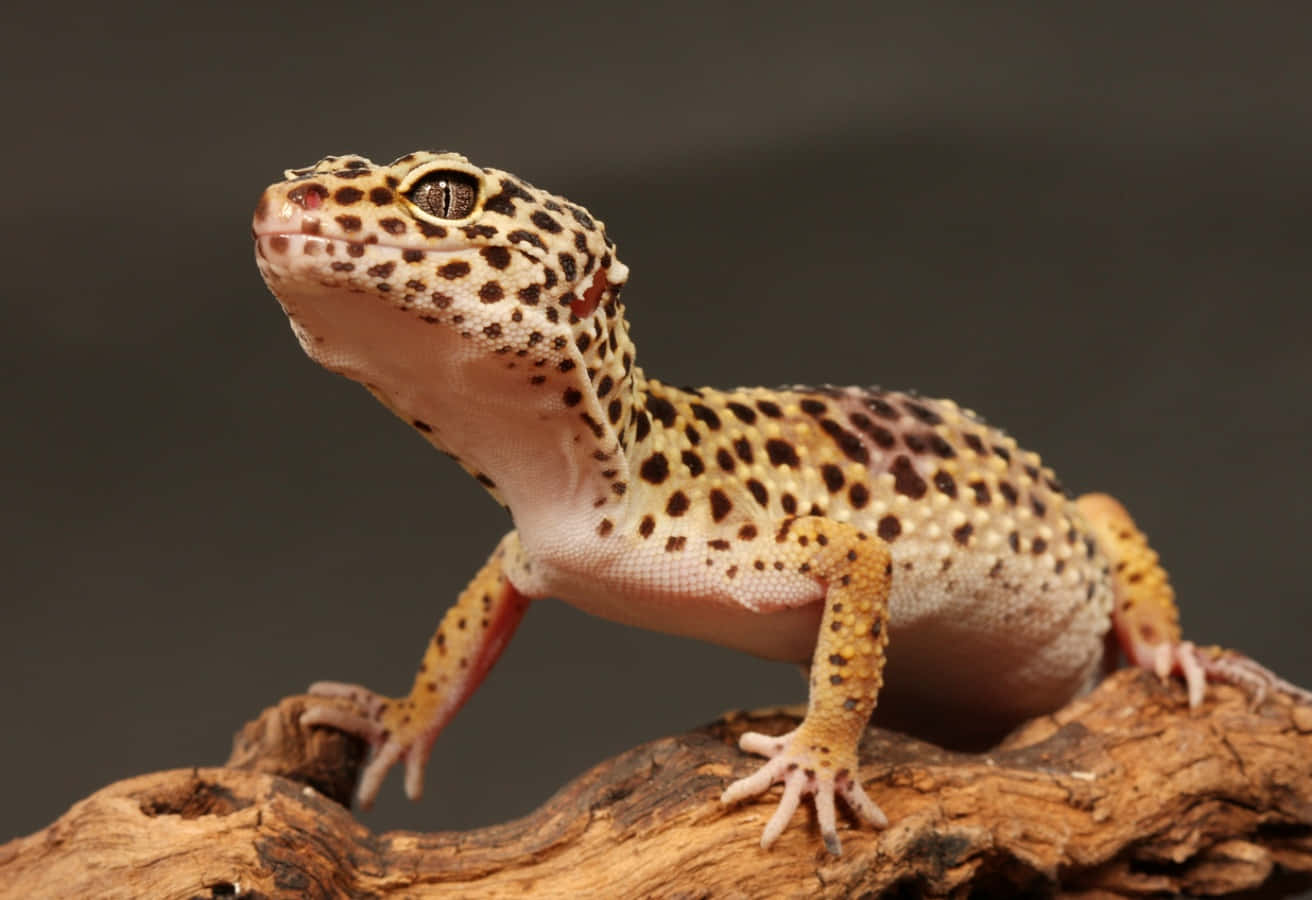 Immaginedi Primo Piano Di Un Gecko Colorato
