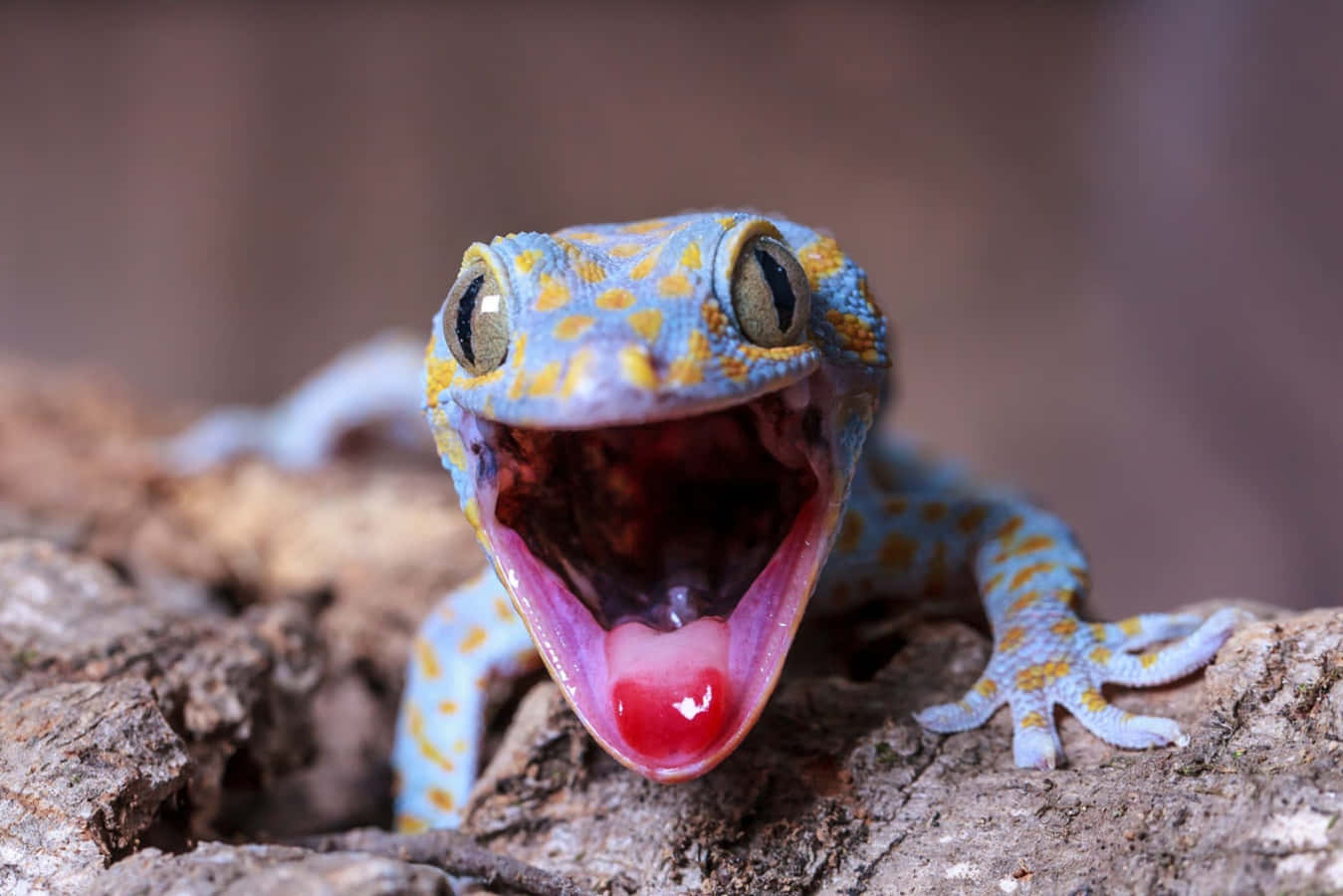 Colorful Eublepharis Macularius Gecko