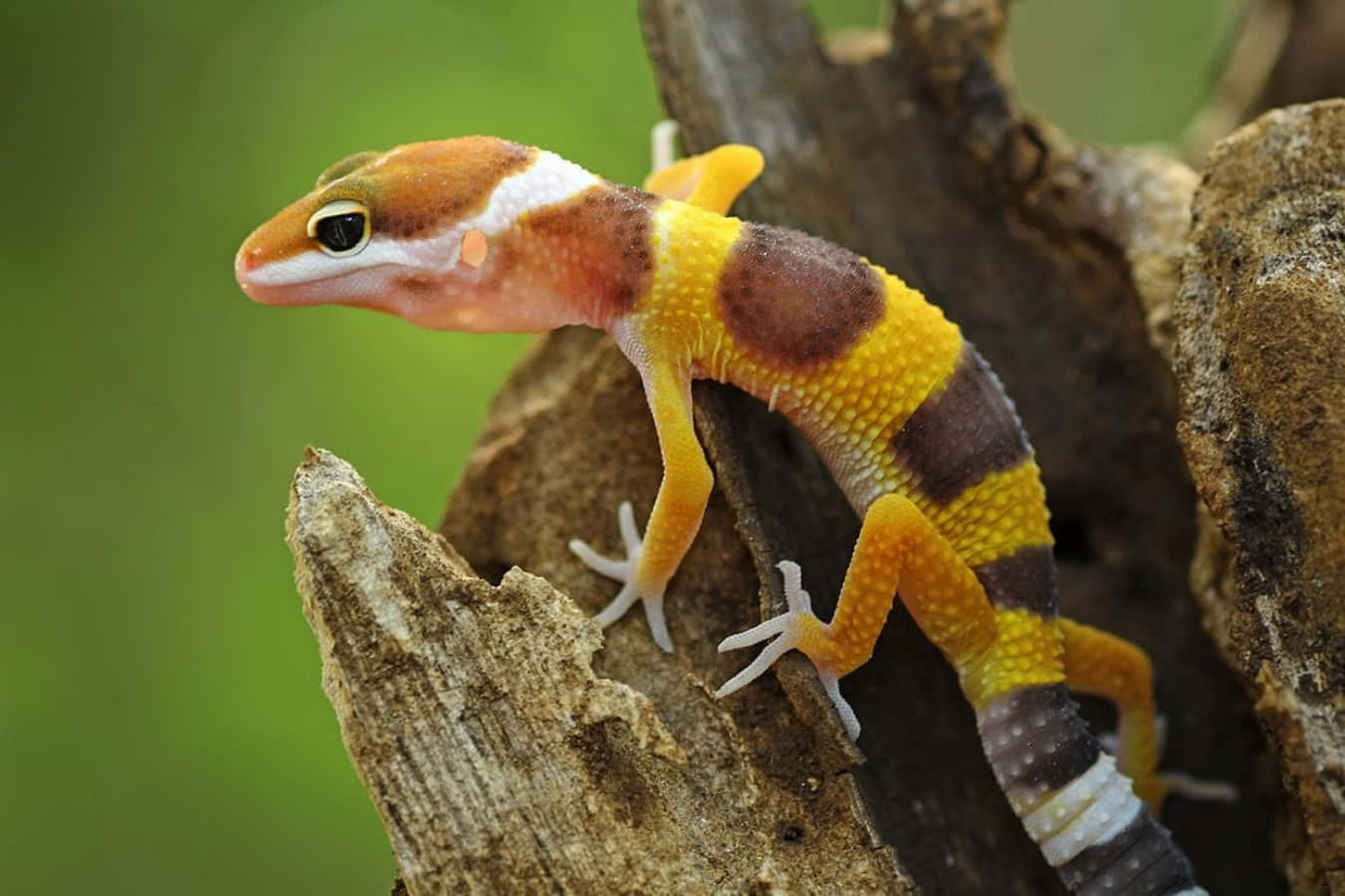 Playful Gecko on a Tree