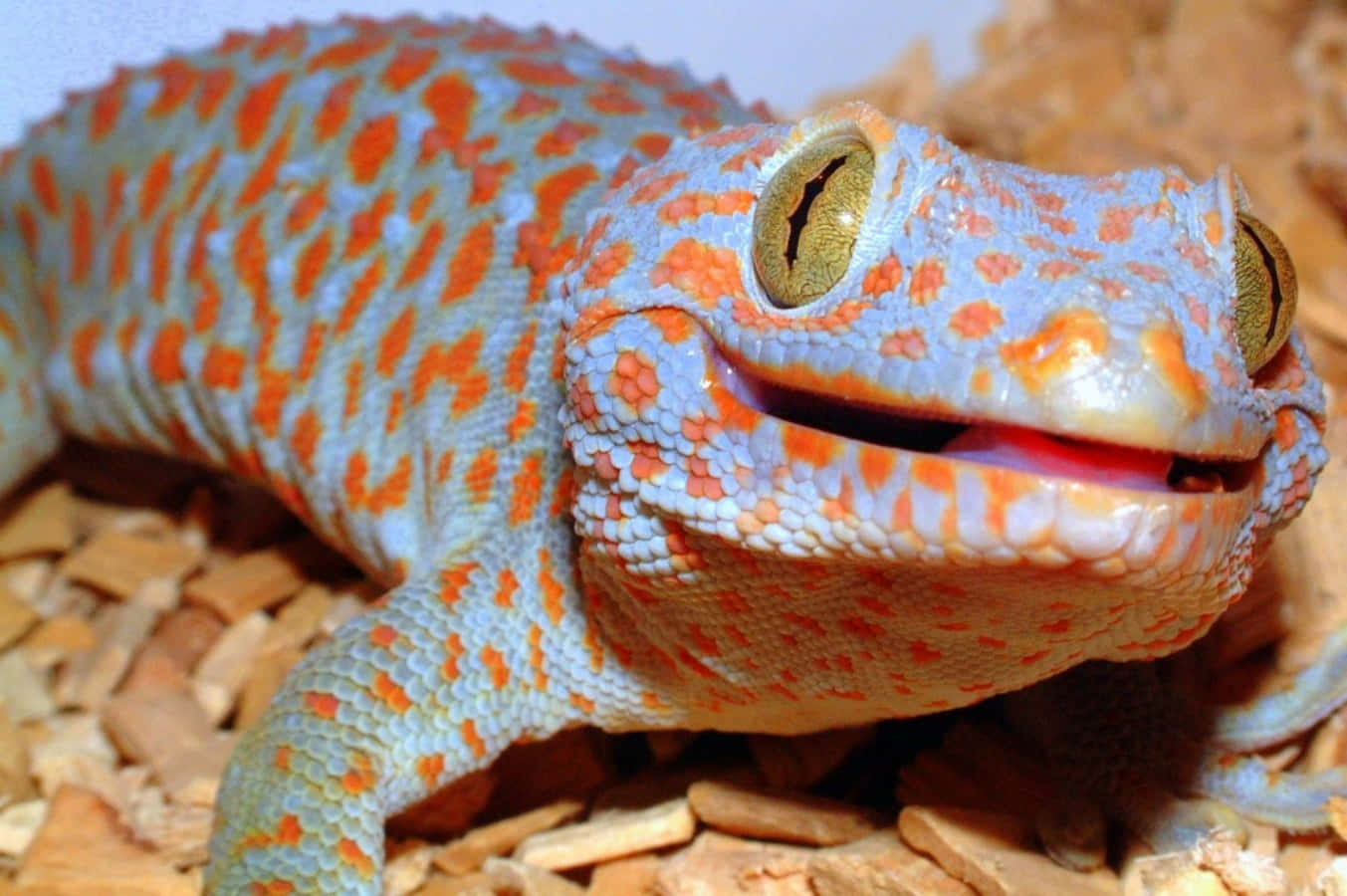 Look at this Colorful Gecko!