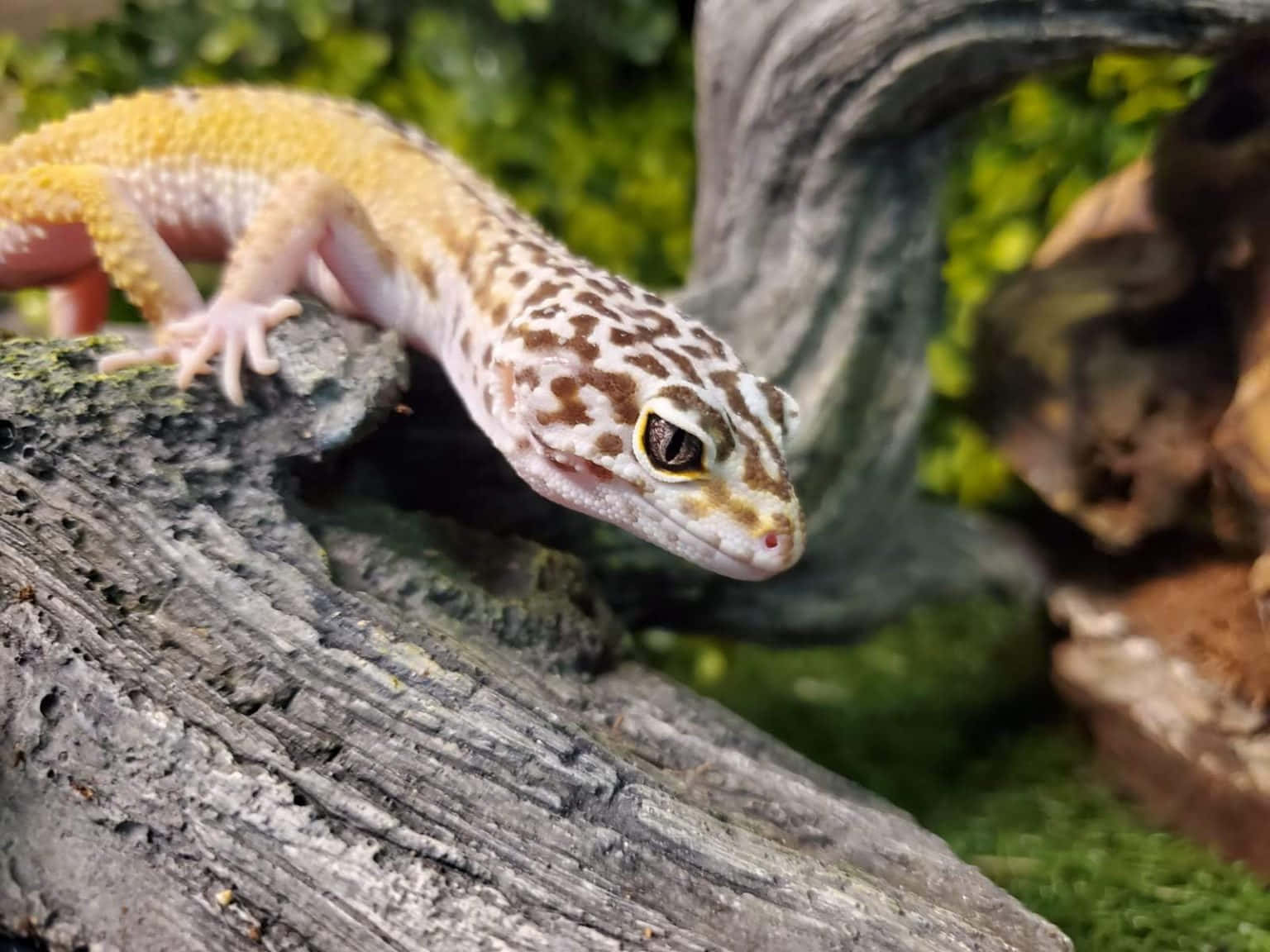 Geckosom Kryper På Ett Löv