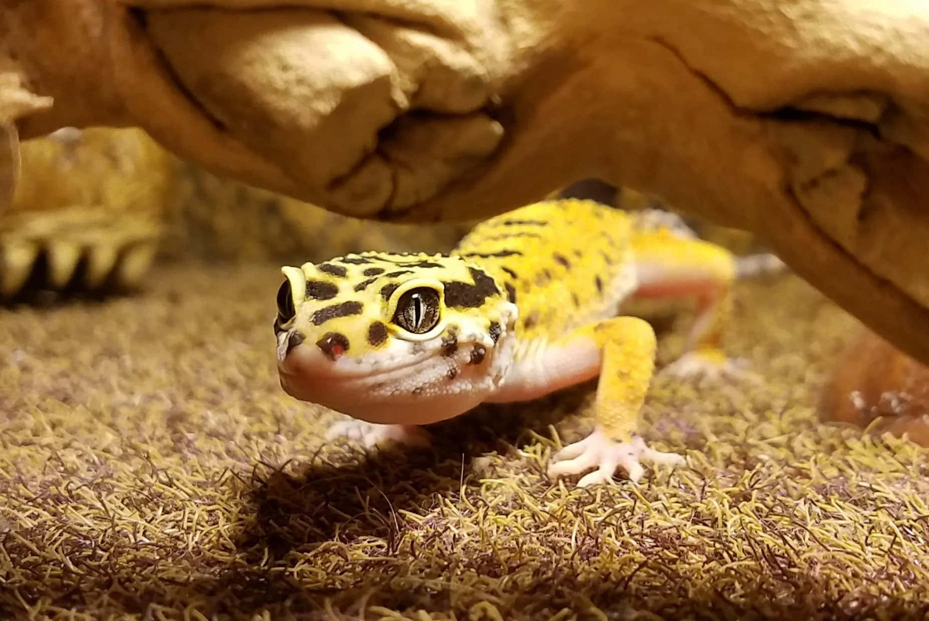 A close up of a gecko on a sunlit rock