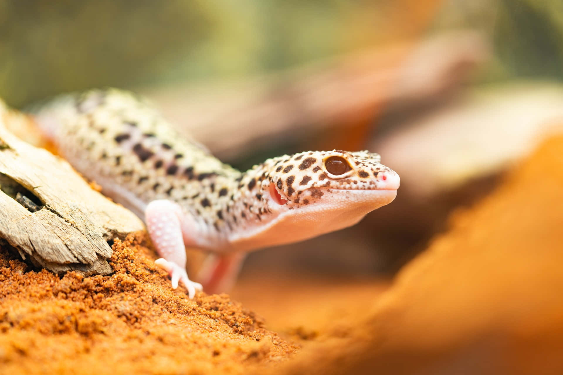 A Close-Up View of a Gecko