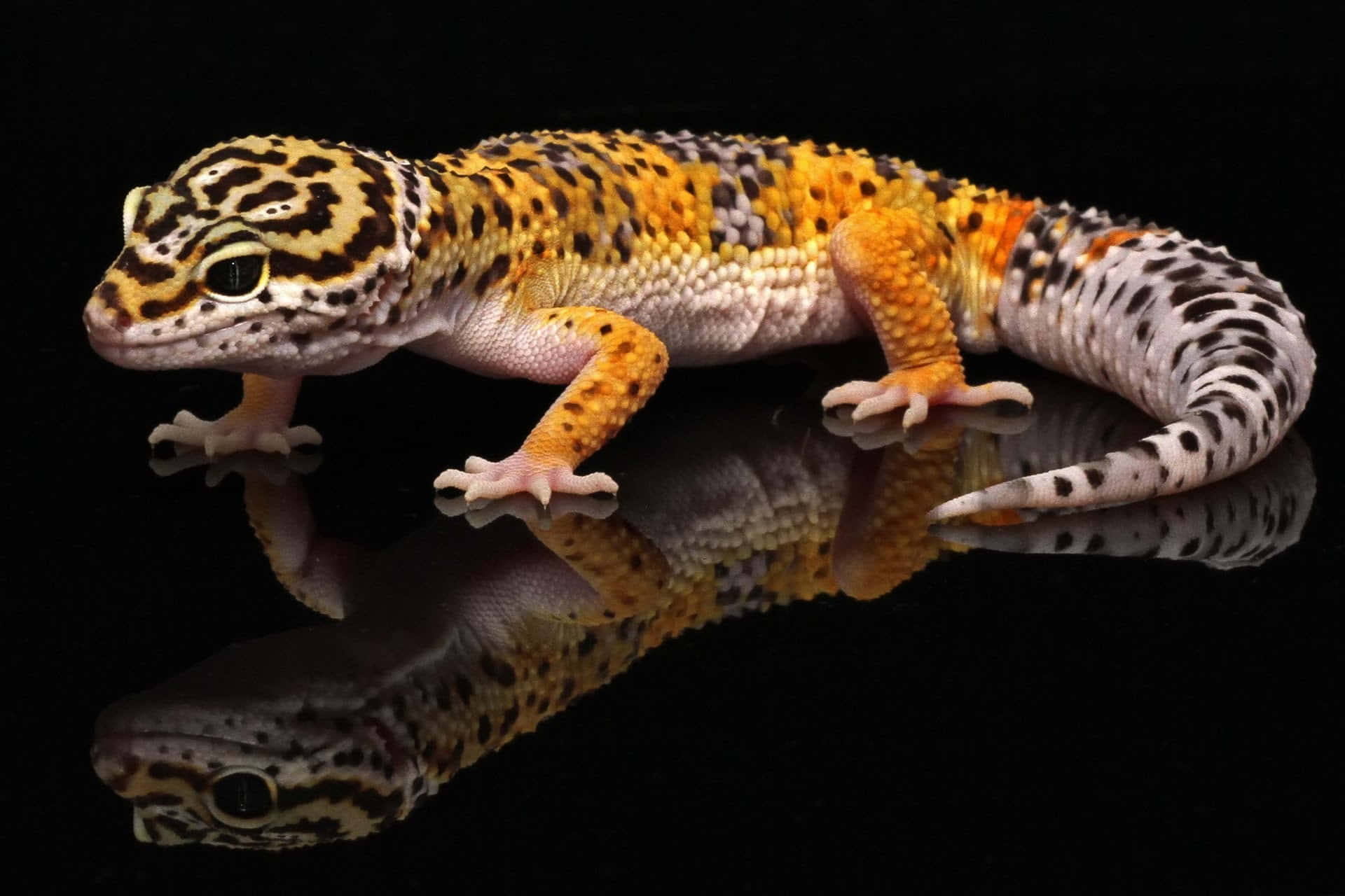 Geckopå Lur På En Bambusstang