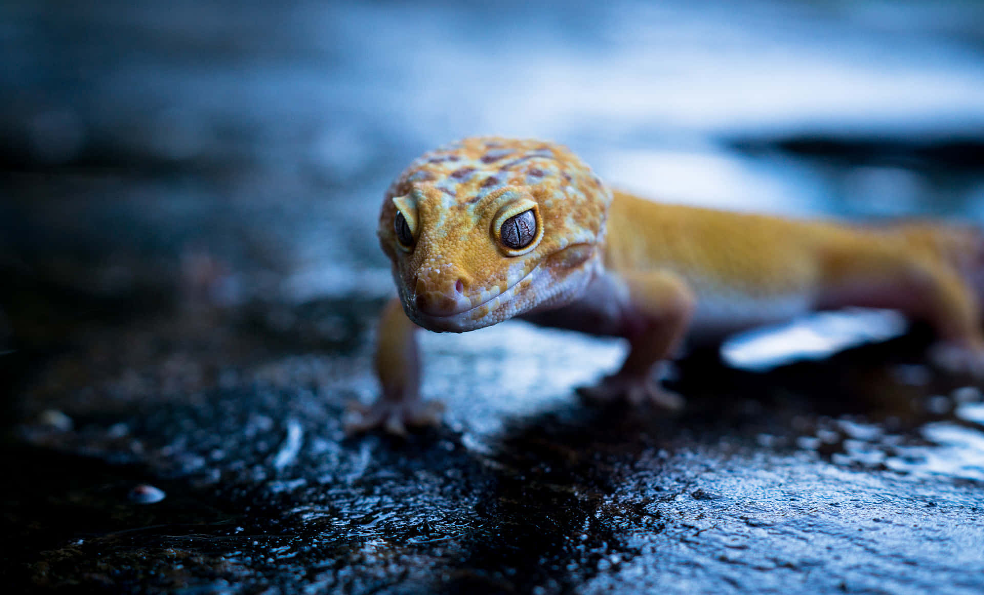 Einhellbunter Gecko, Der Im Warmen Glanz Der Sonne Badet