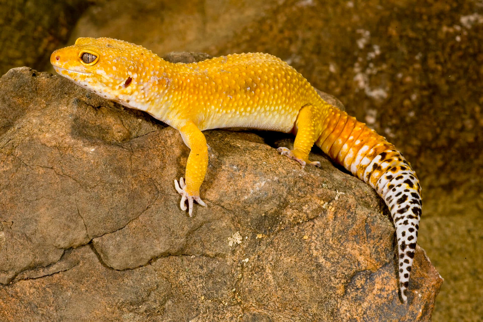 Colorful Gecko Lizard