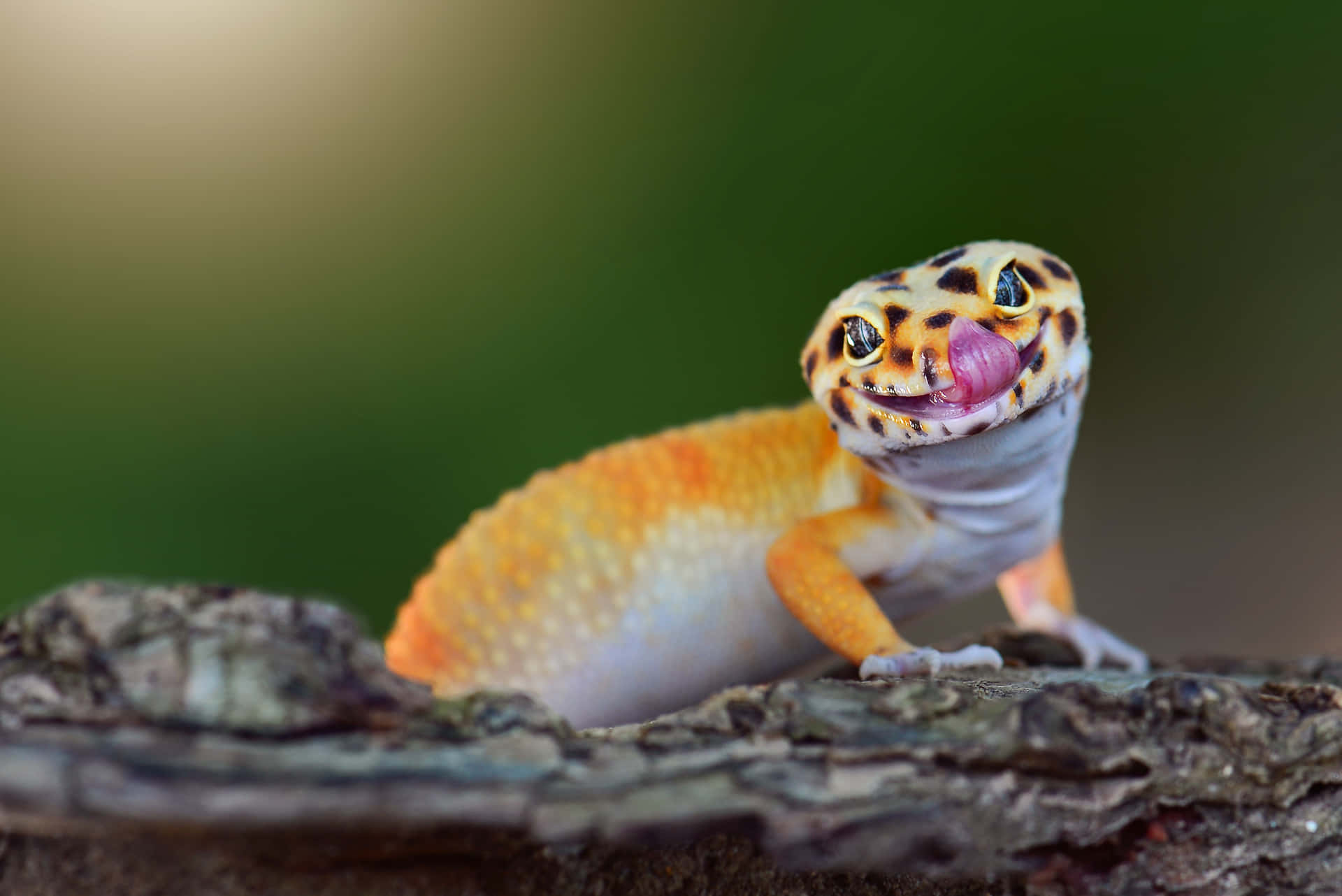 A Gecko Is Sitting On A Tree Stump