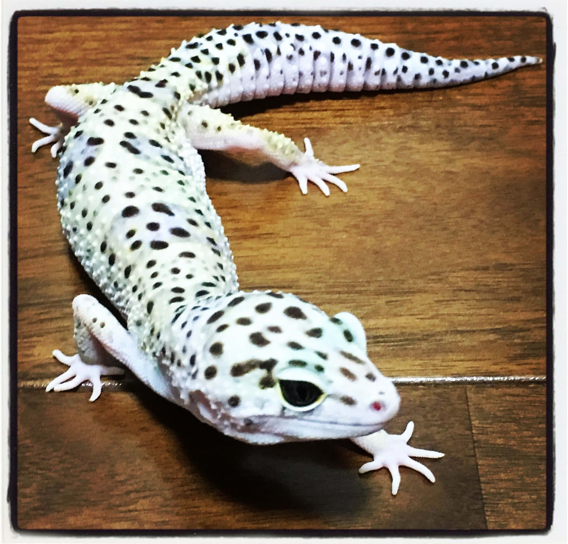 Ennärbild På En Geckos Öga