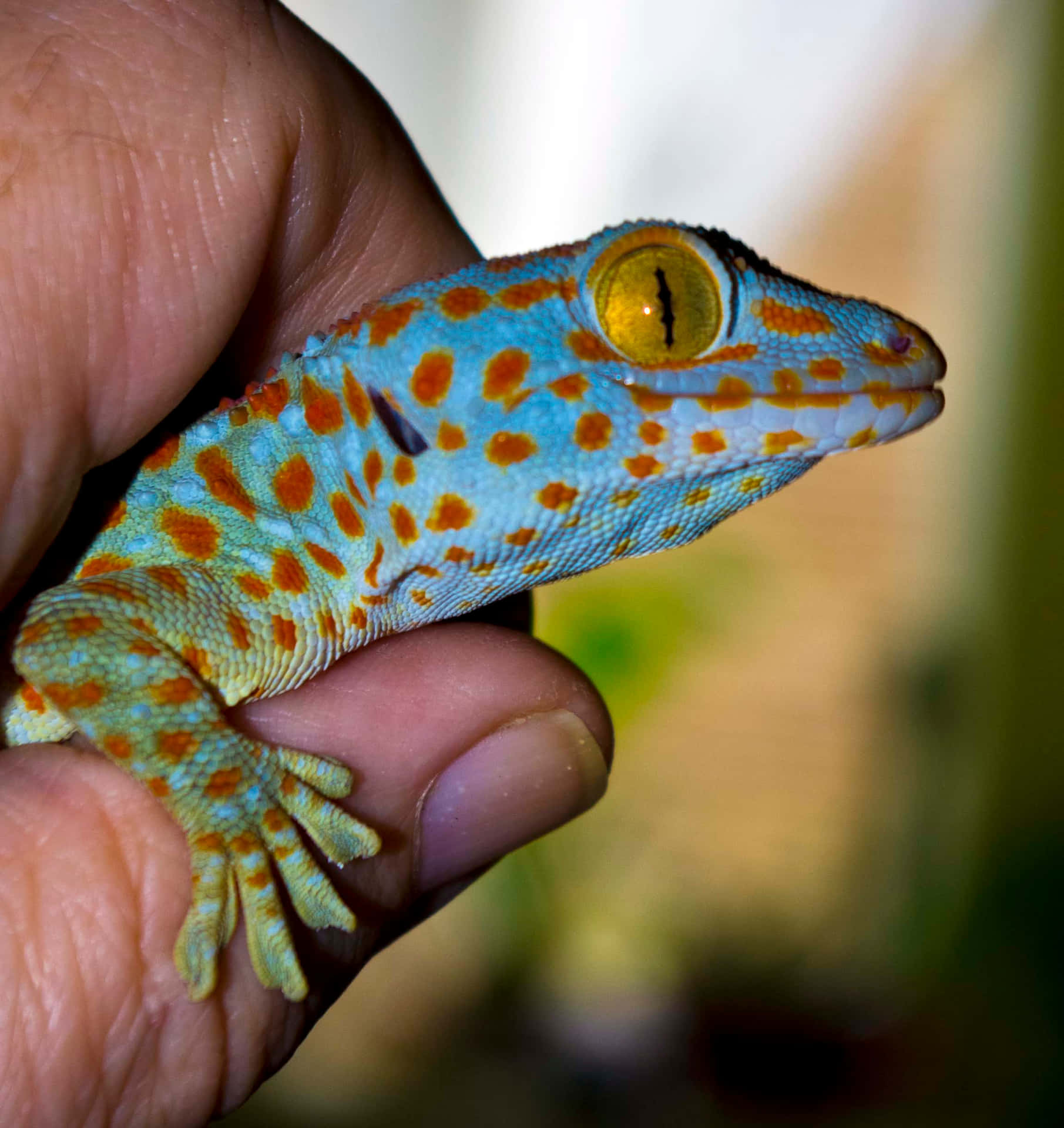 Get a closer look at this stunning red-eyed green gecko!
