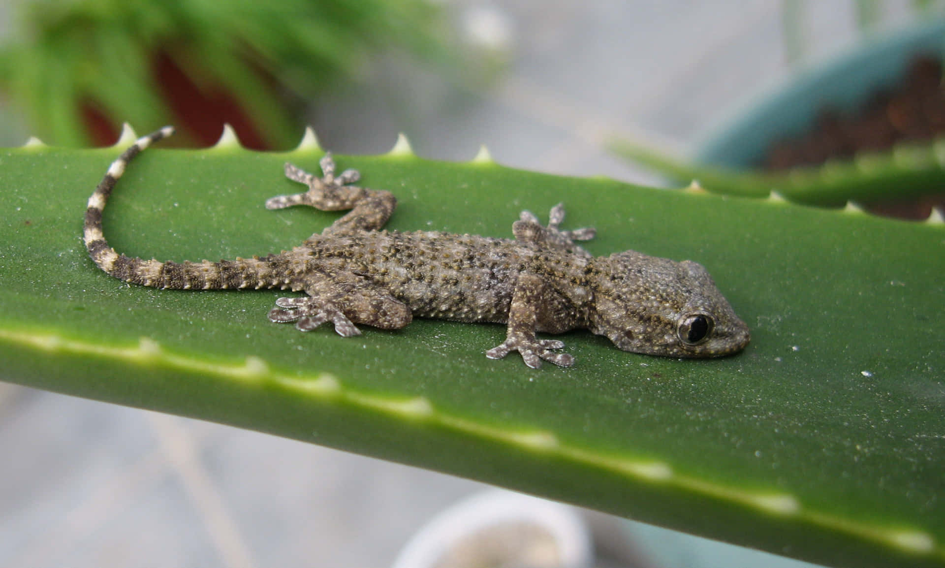 a small gecko is sitting on a plant