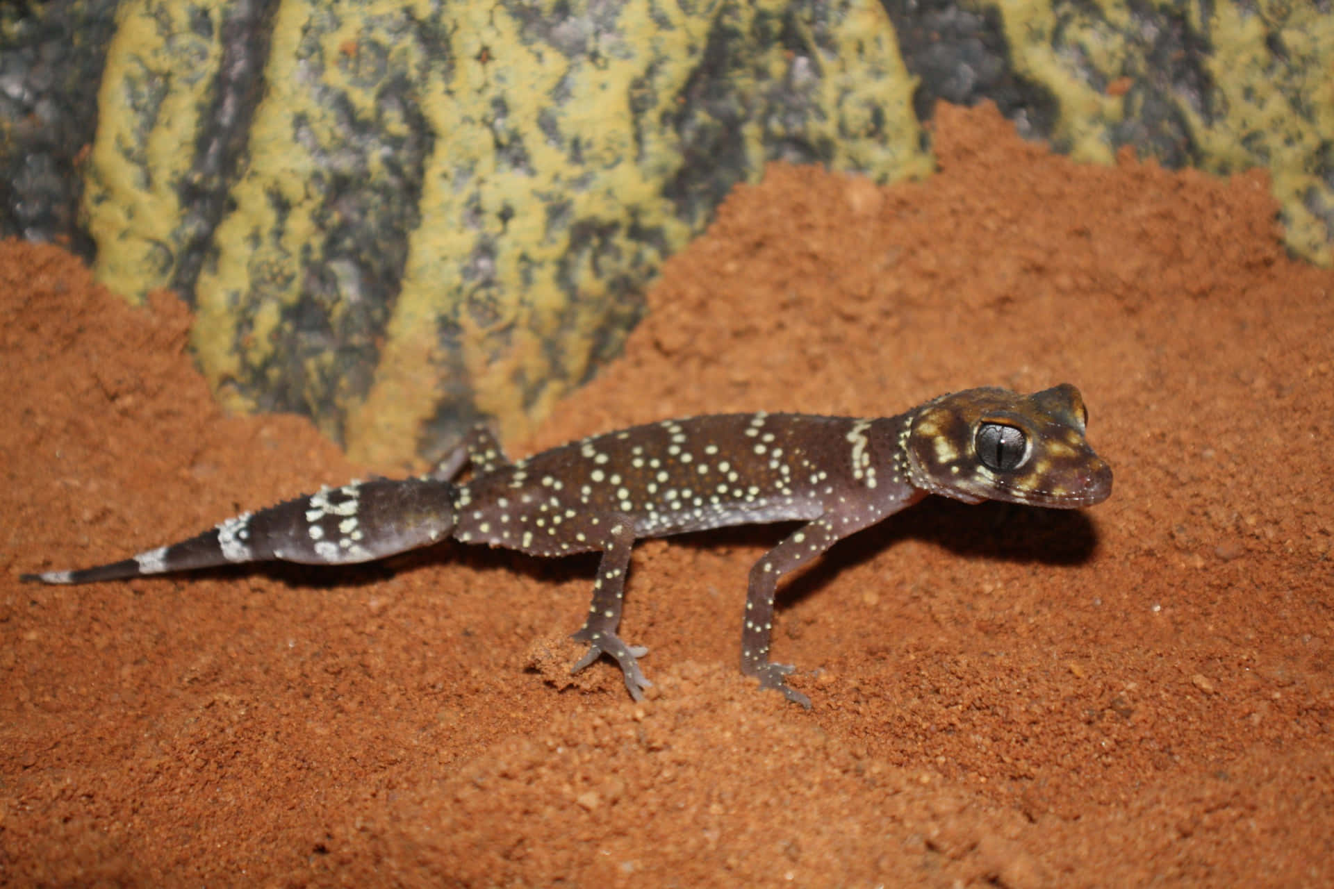 Geckocolorato Su Una Roccia
