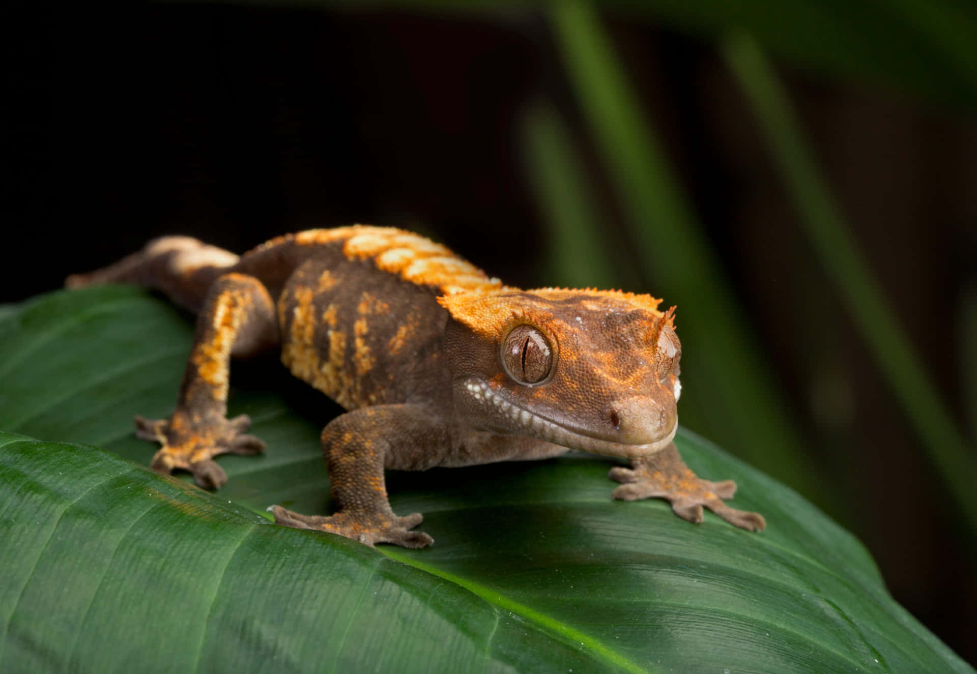 A Gecko On A Leaf With A Black Background