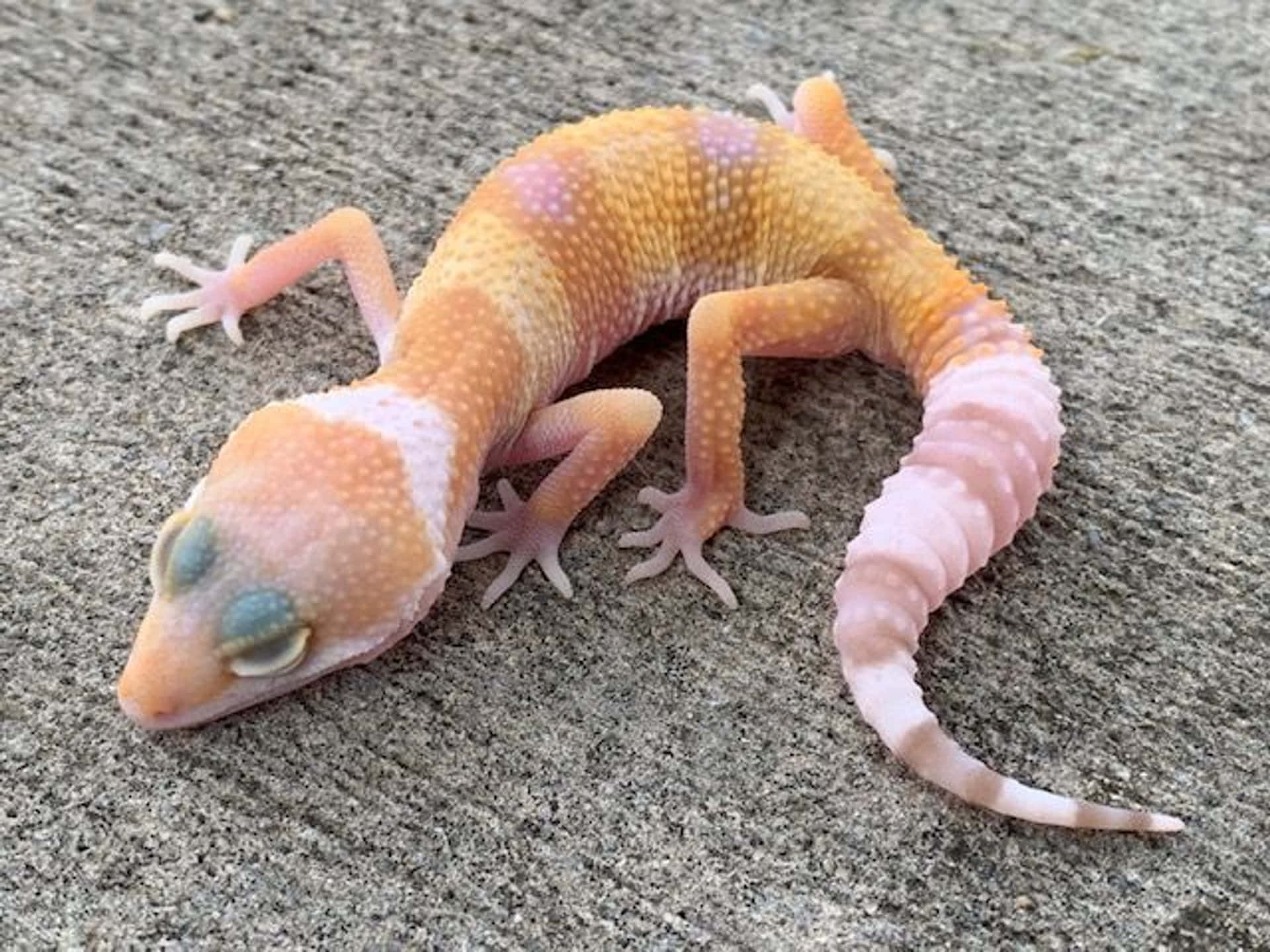 Unoscatto Ravvicinato Di Un Gecko Colorato.