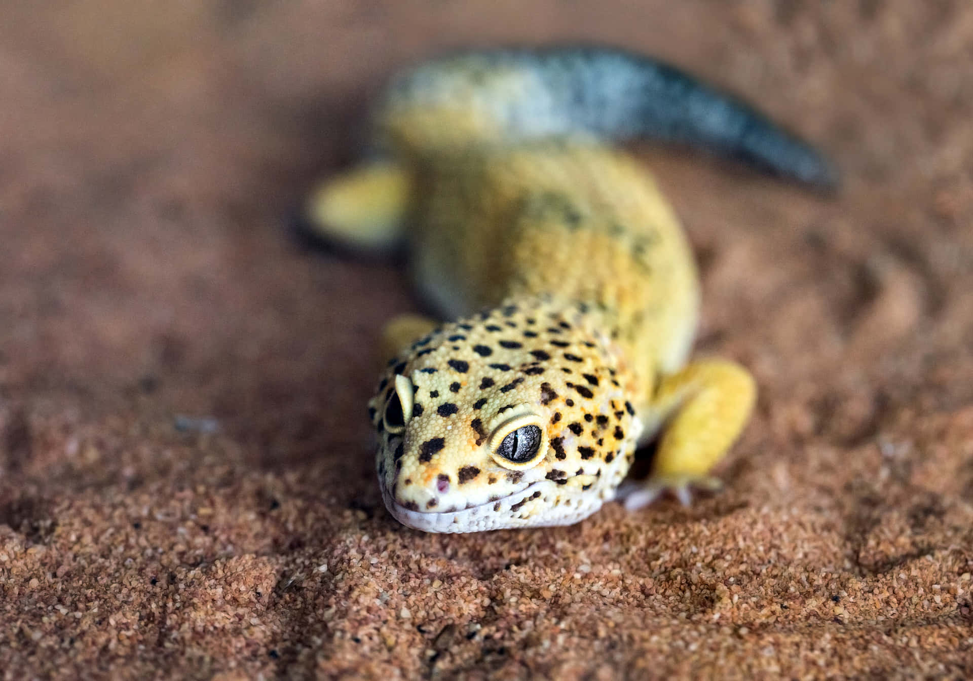Närbildpå En Vanlig Gecko.