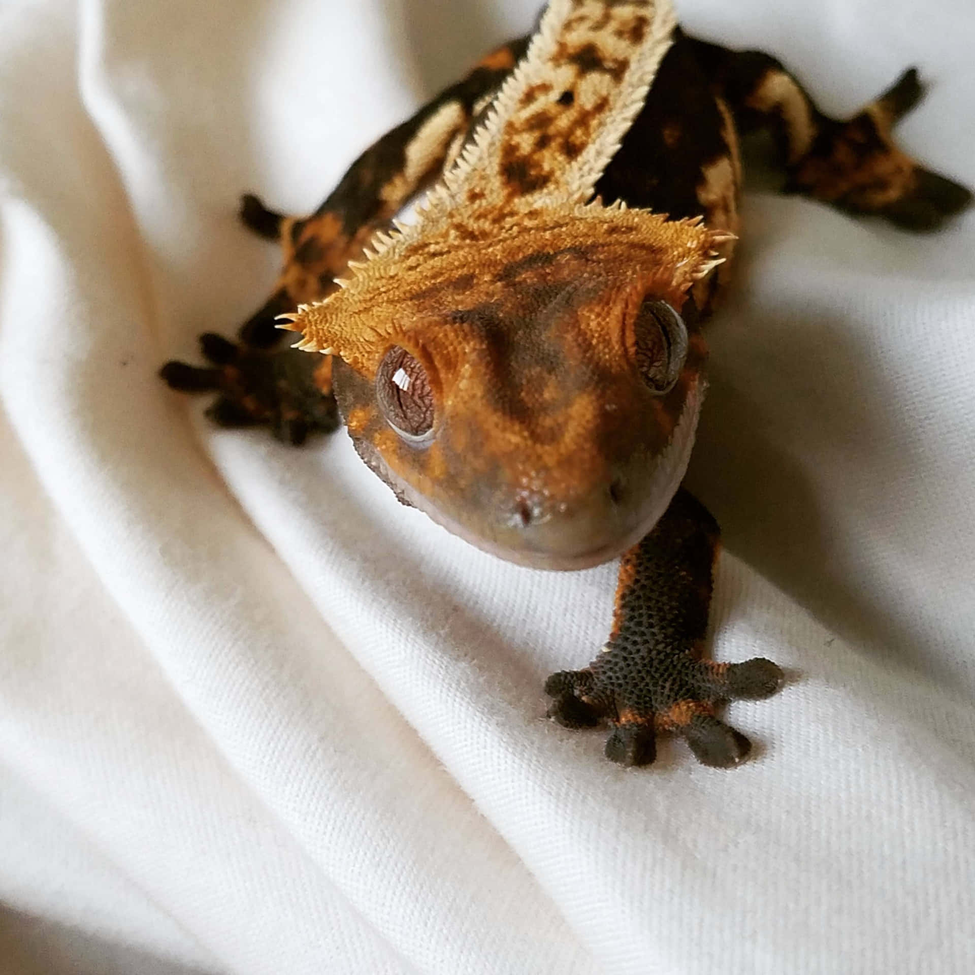 A Close-up of a Gecko
